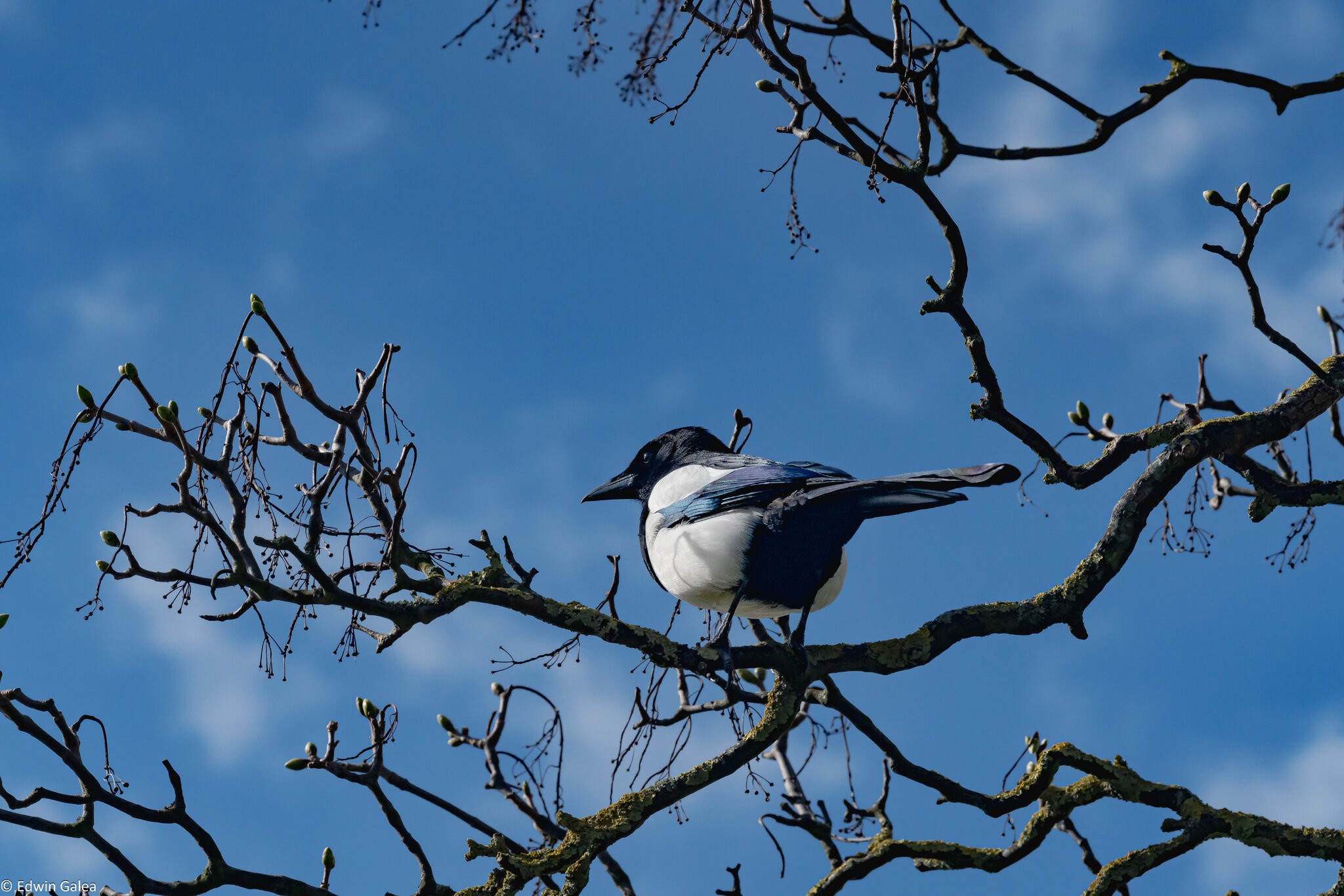 magpie-1.jpg