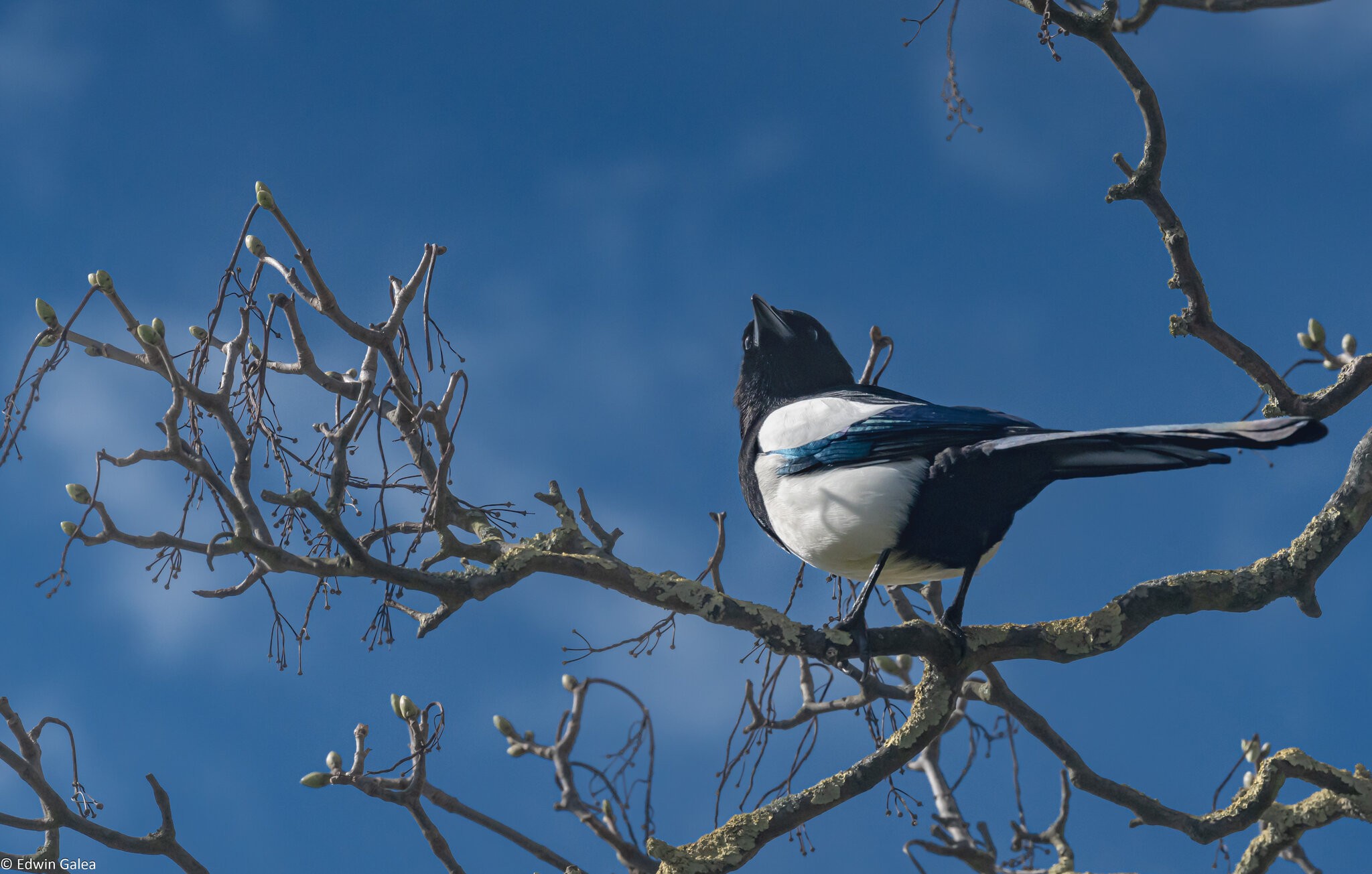 magpie-3.jpg