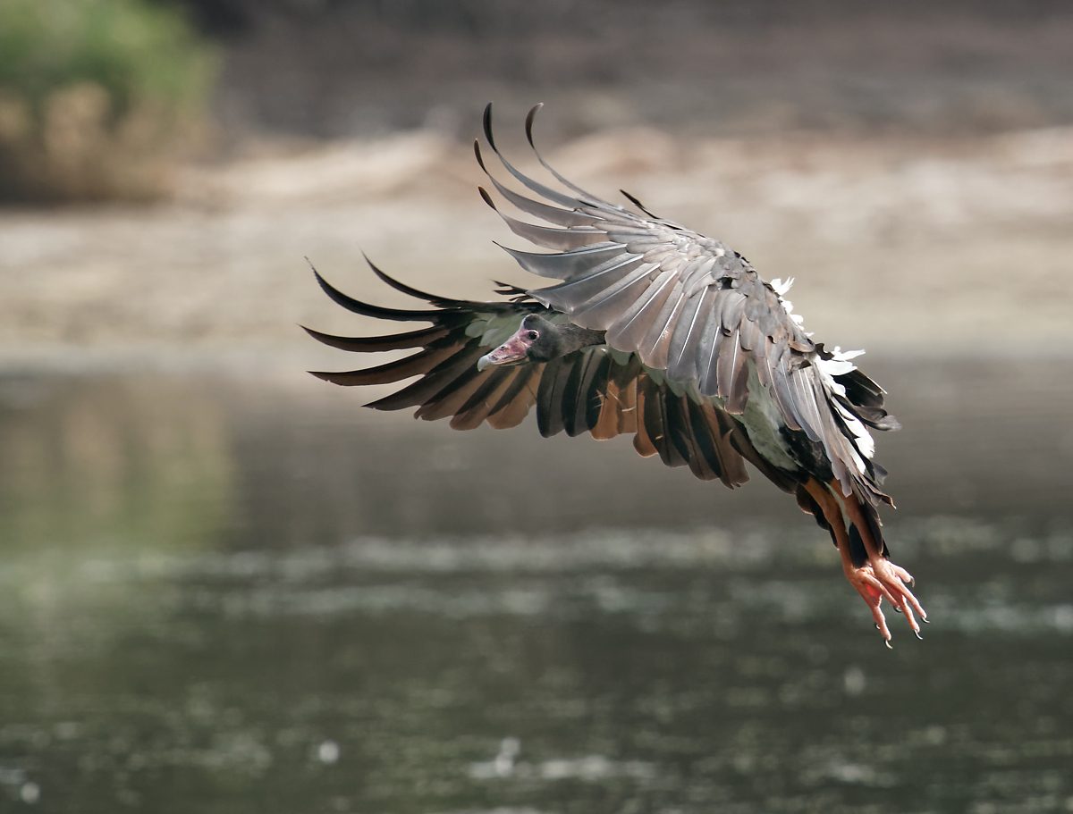 Magpie Goose landing (17).jpg