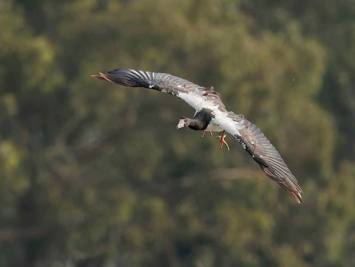 Magpie Goose landing (22).jpg