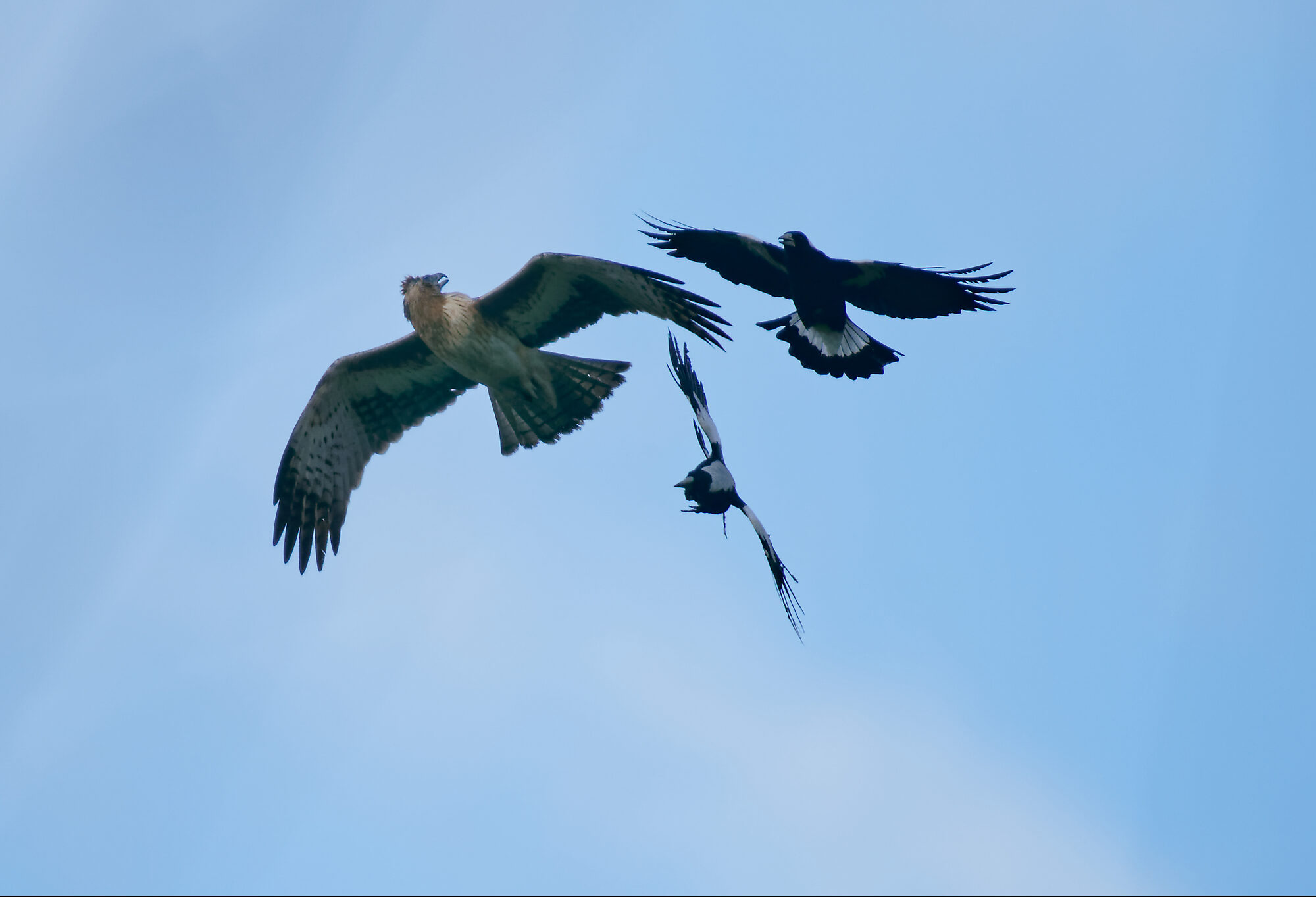 Magpie harasses Little Eagle (23).jpg