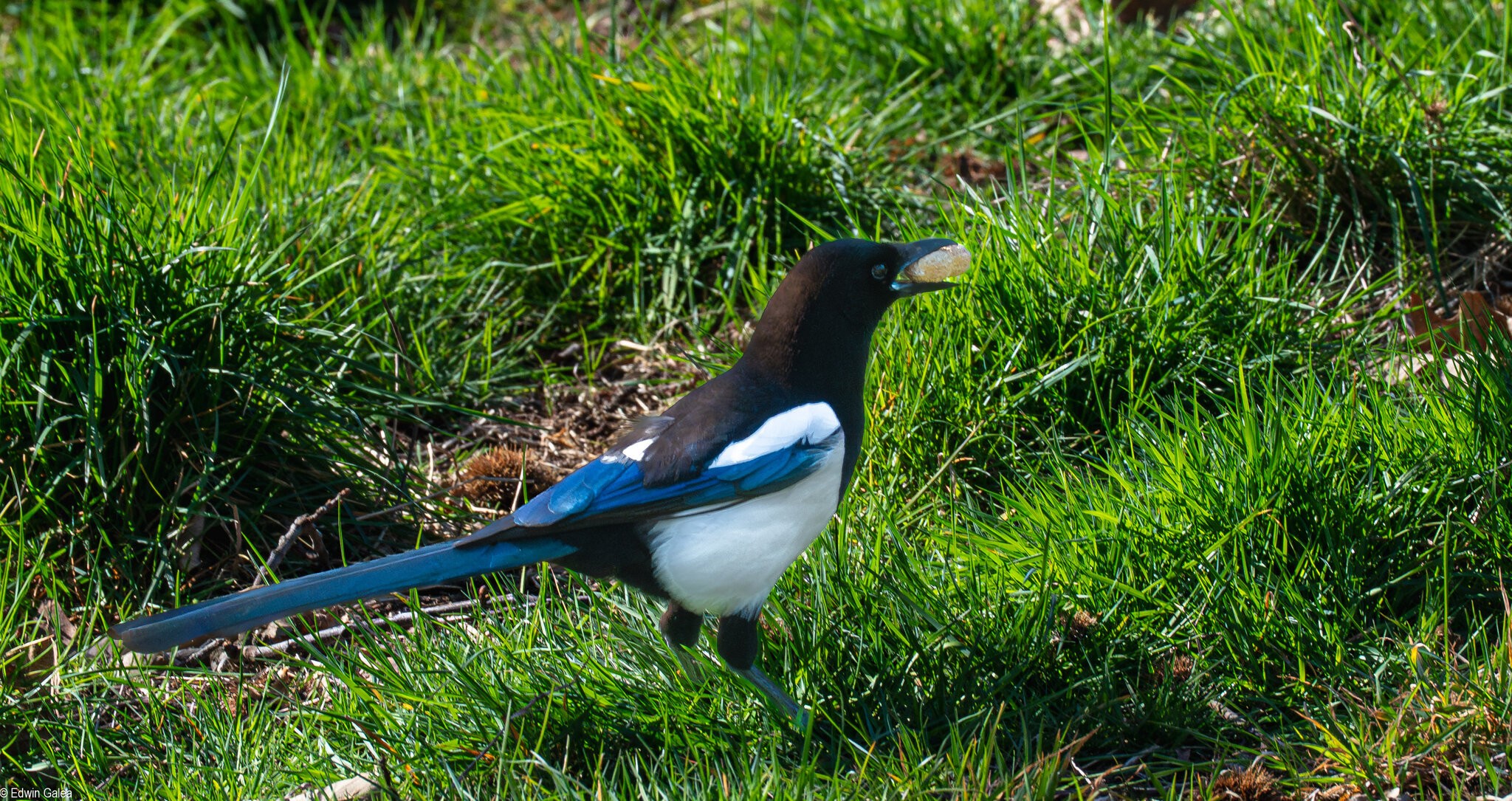 magpie with peanut-2.jpg
