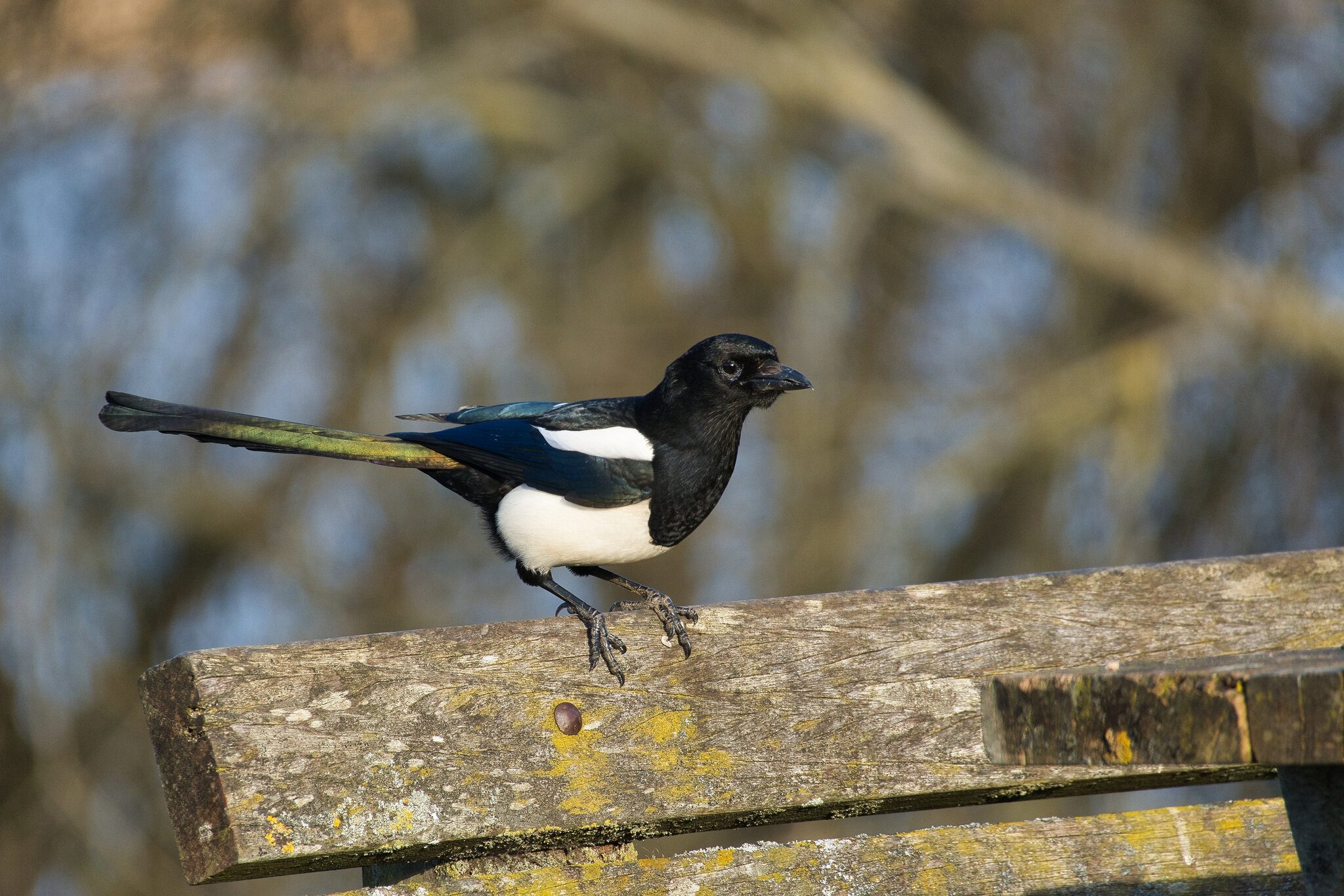 Magpie