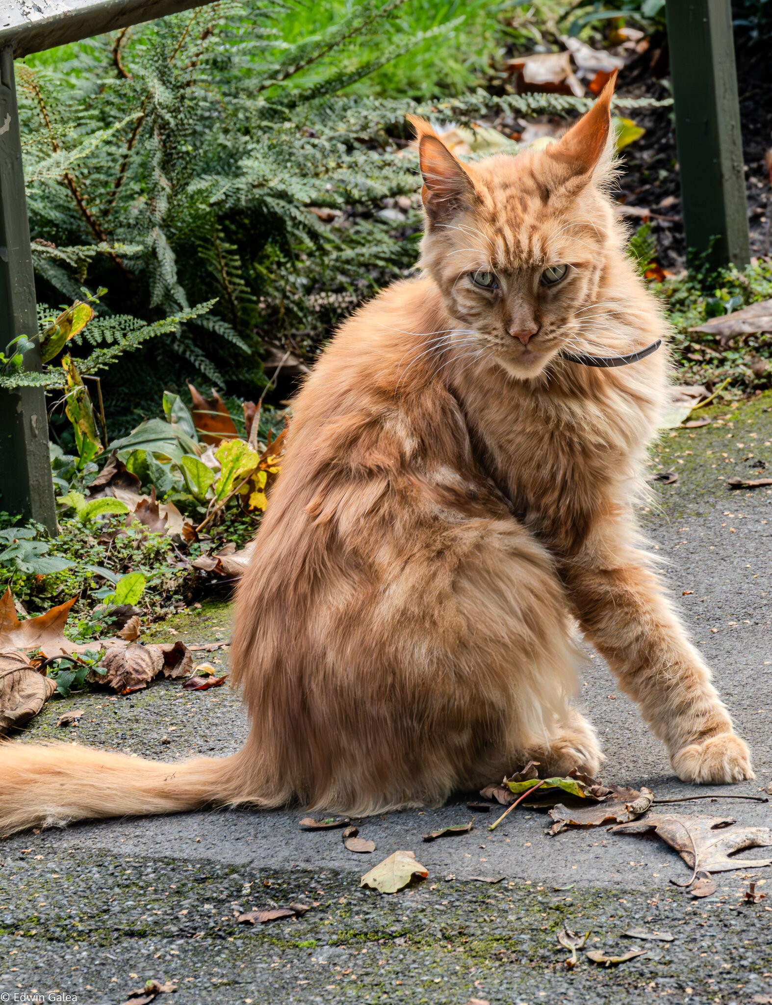 maine_coon red_hdr-12.jpg