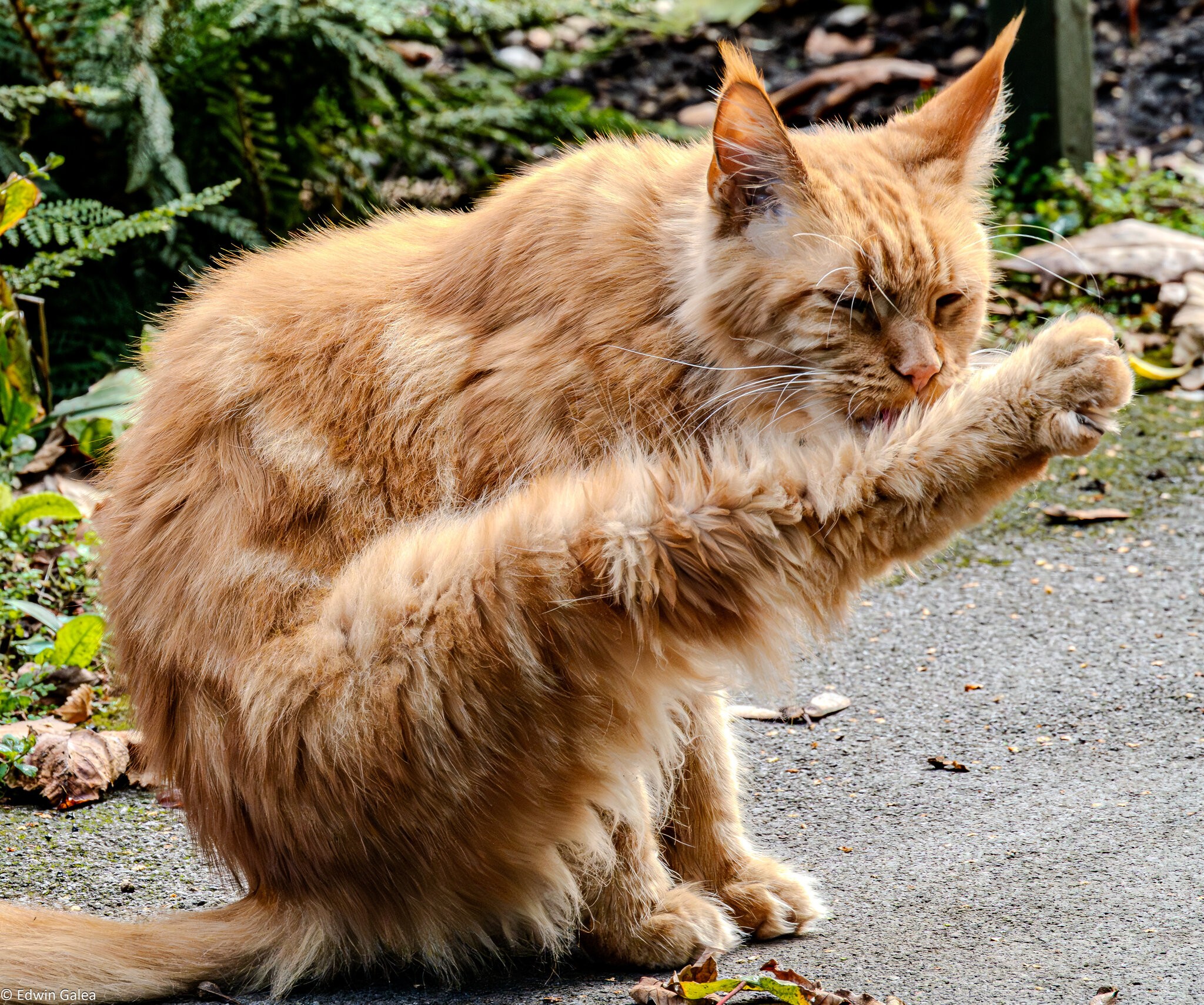 maine_coon red_hdr-20.jpg