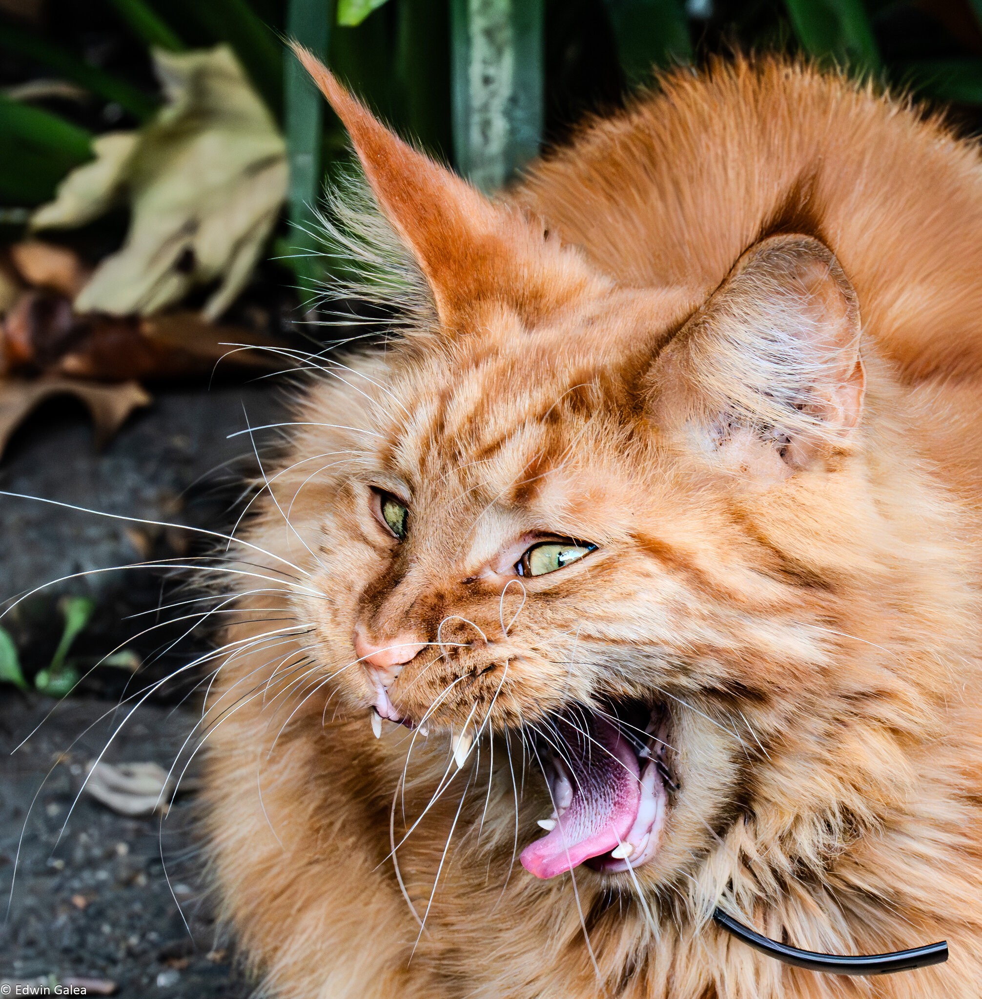 maine_coon red_hdr-8.jpg