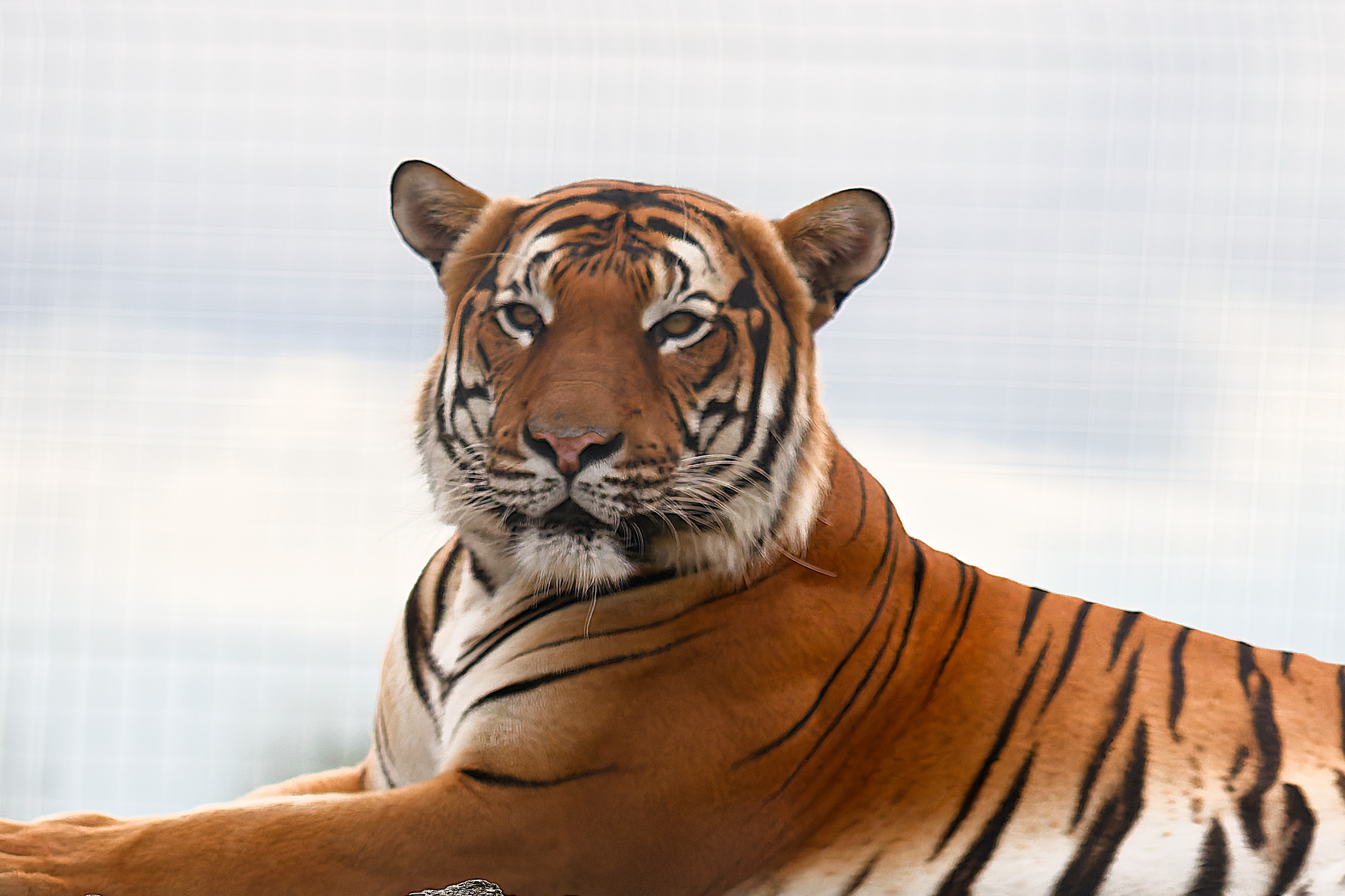 Malayan Tiger (male)-1.jpg