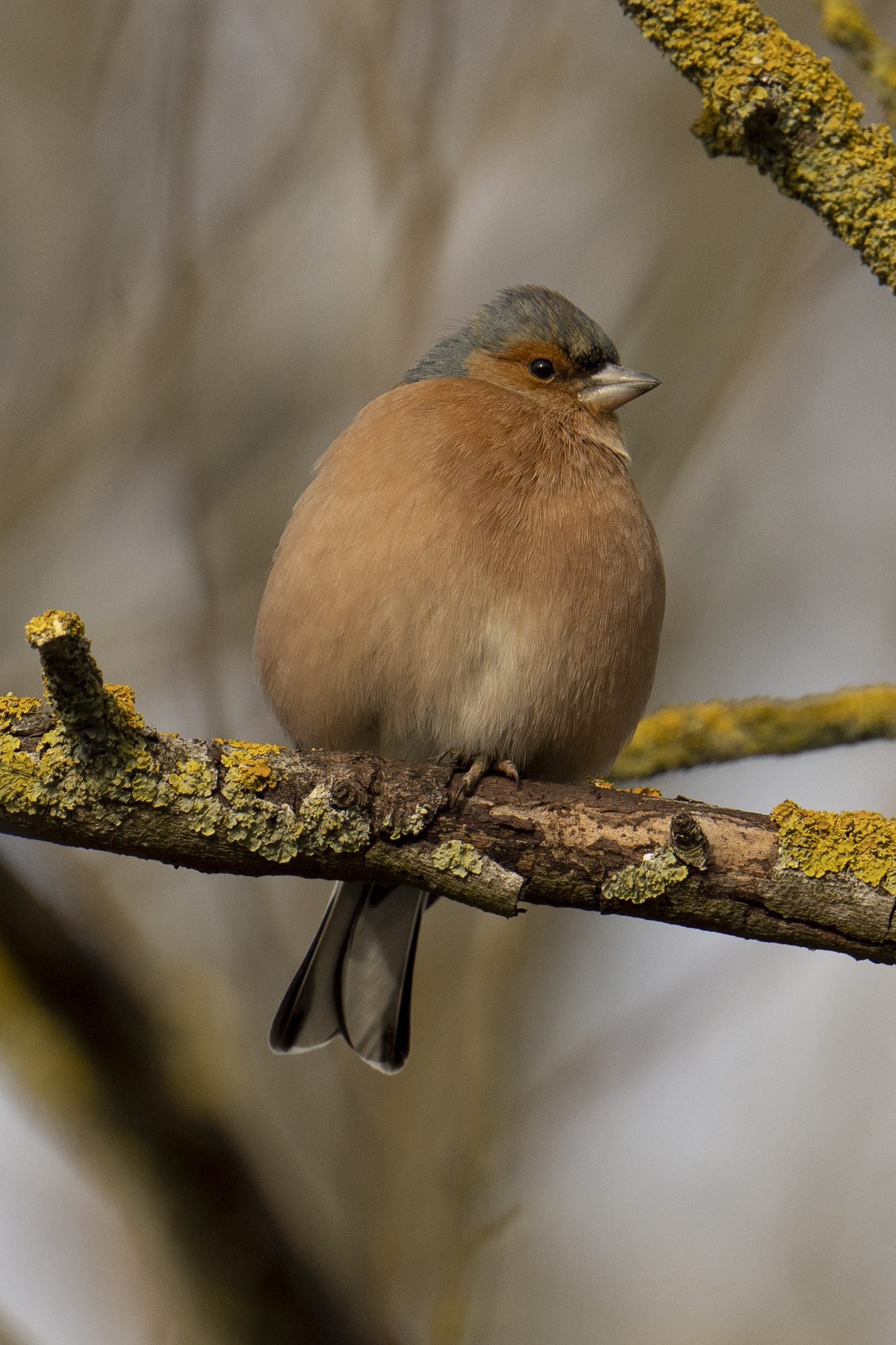 Male Chaffinch