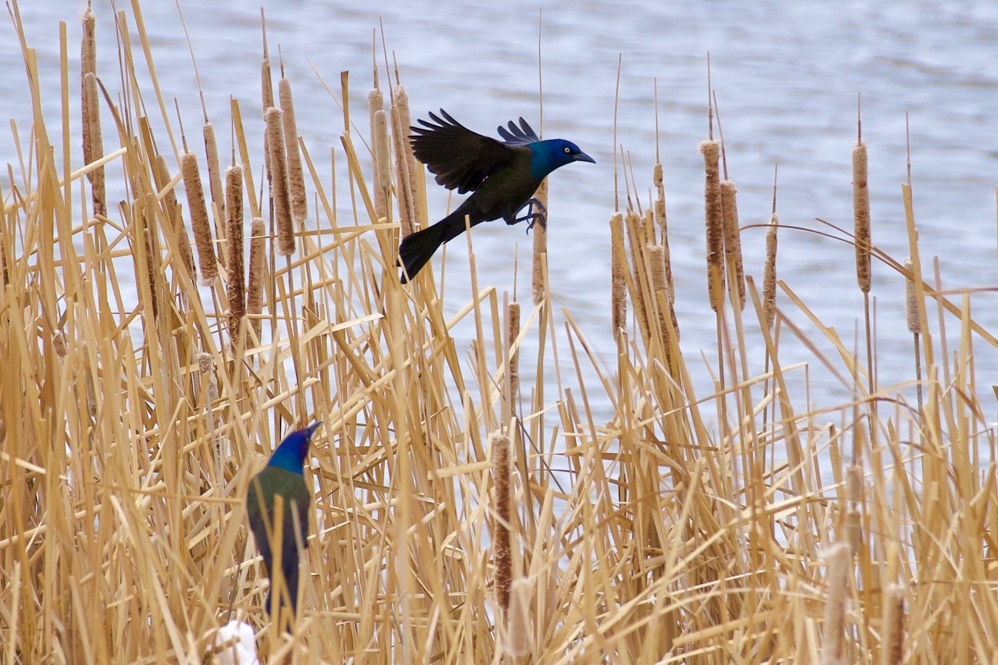 Male Common Grackles hanging out by the nests