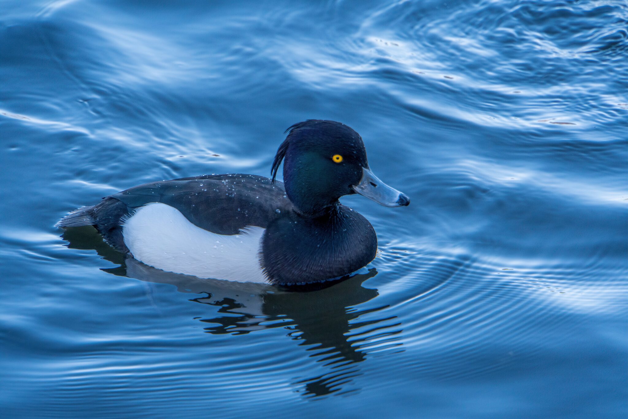 Male Tufted Duck2.jpg