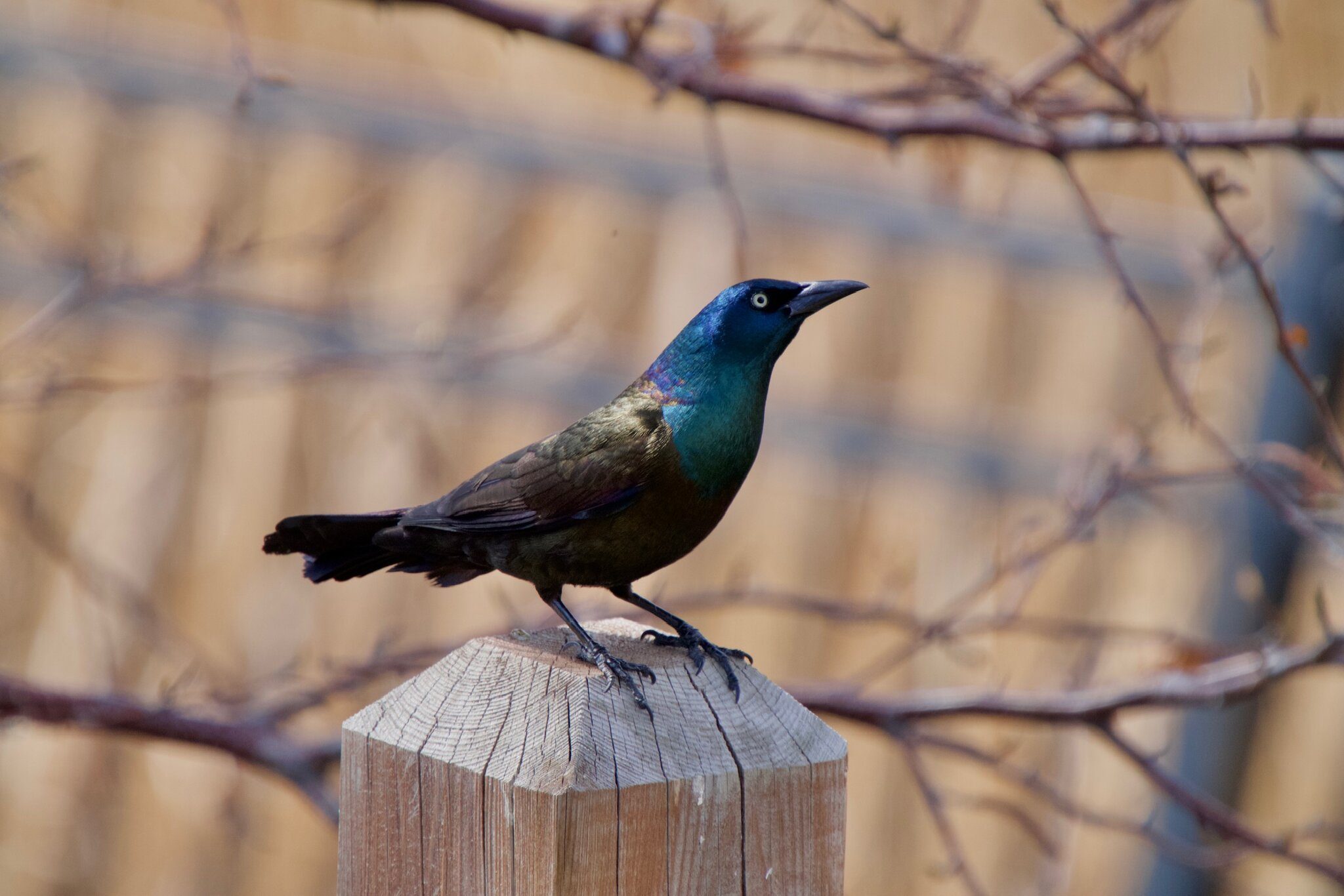 Male_Common_Grackle_2021-04-11.jpeg