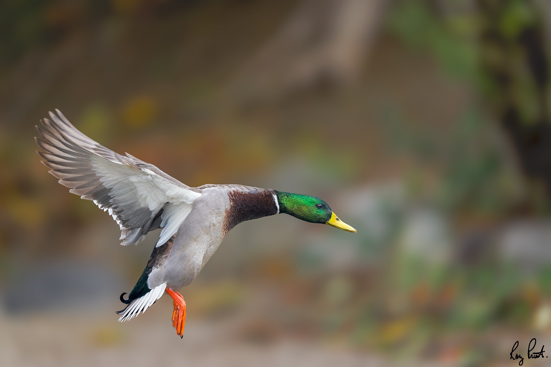 Mallard-21045-Edit.jpg