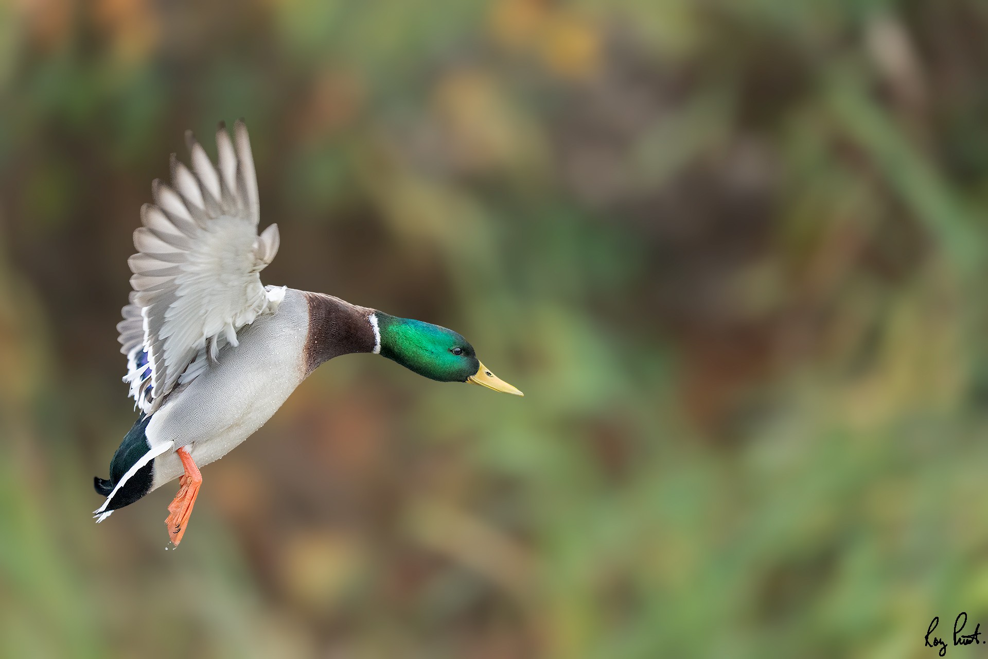 Mallard-21850.jpg