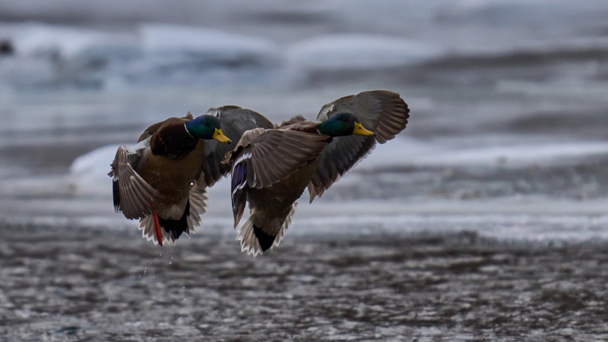 Mallard - Brandywine - 02012026 - 02 - DN.jpg