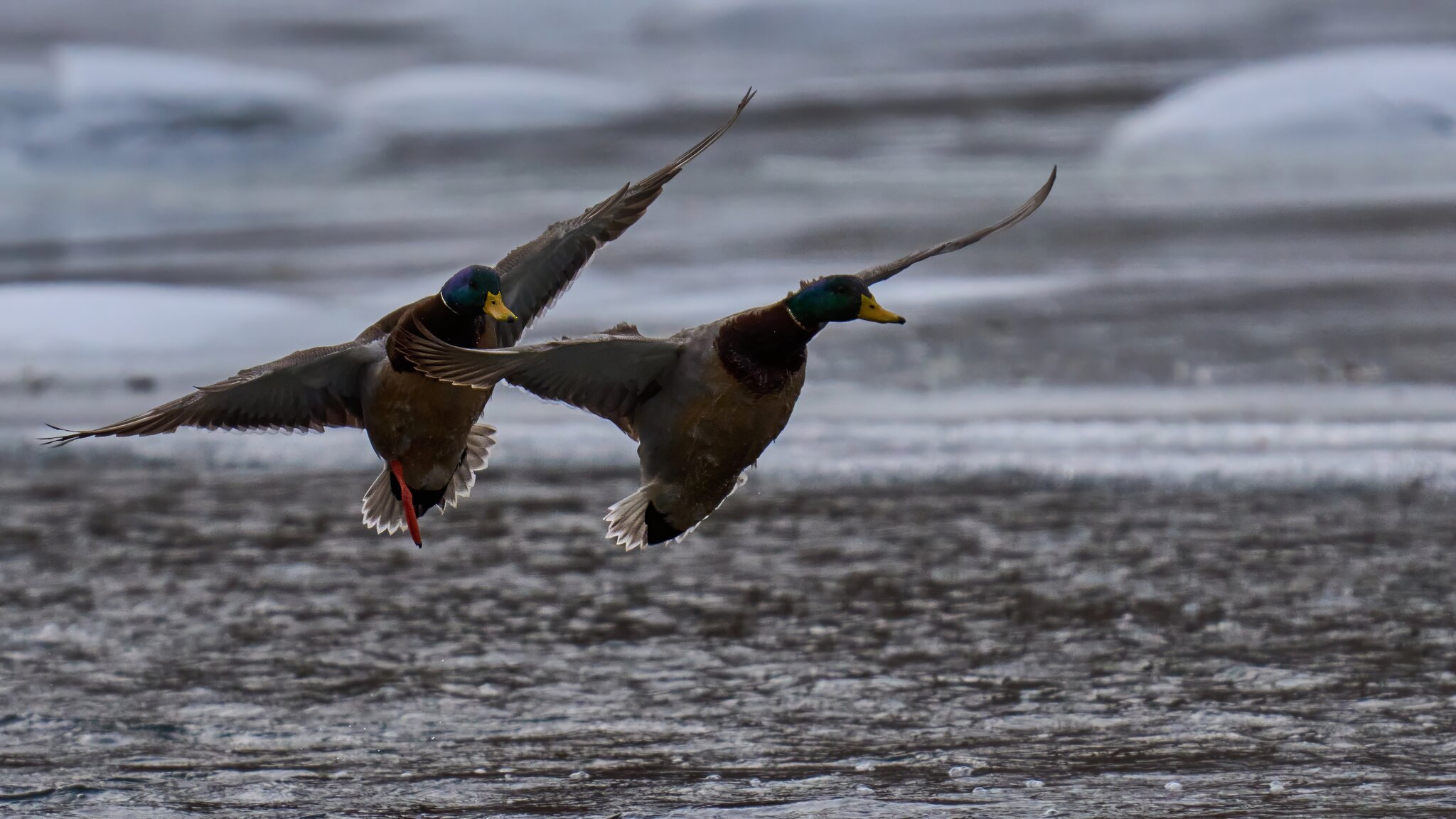 Mallard - Brandywine - 02012026 - 03 - DN.jpg