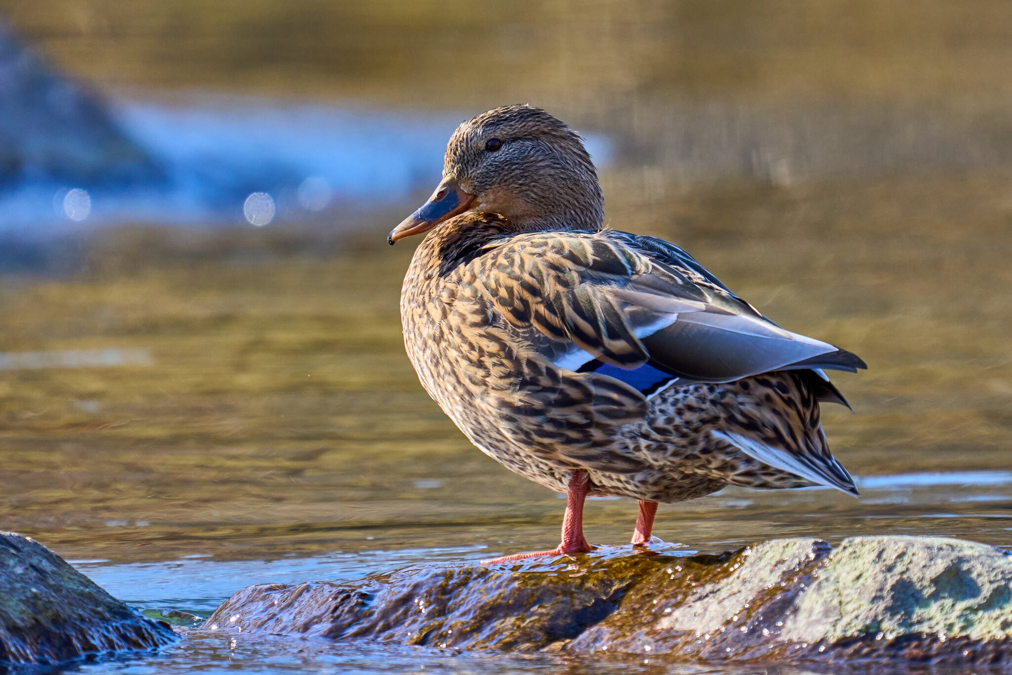 Mallard - Brandywine - 02052024 - 02.jpg