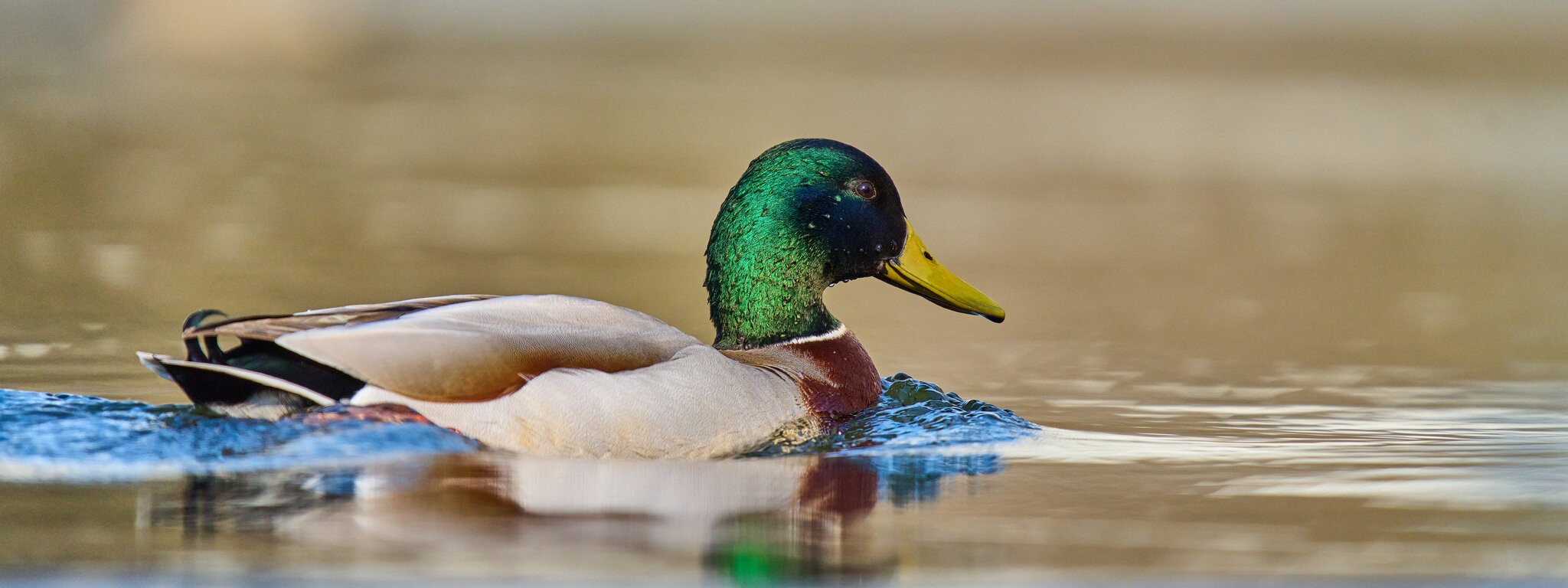 Mallard - Brandywine - 04042026 - 02 - rDN.jpg