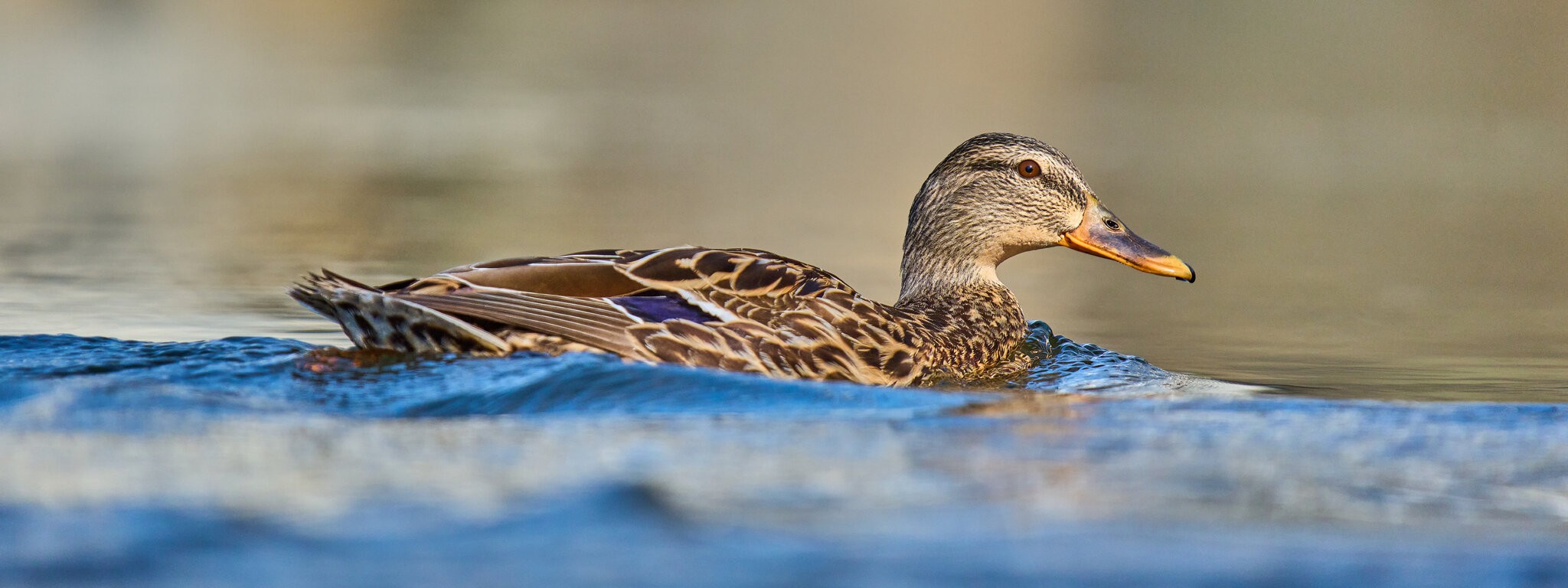 Mallard - Brandywine - 04042026 - 03 - rDN.jpg