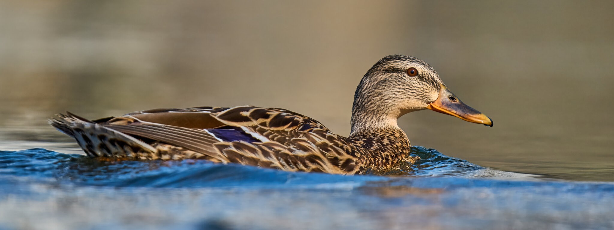 Mallard - Brandywine - 04042026 - 04.jpg