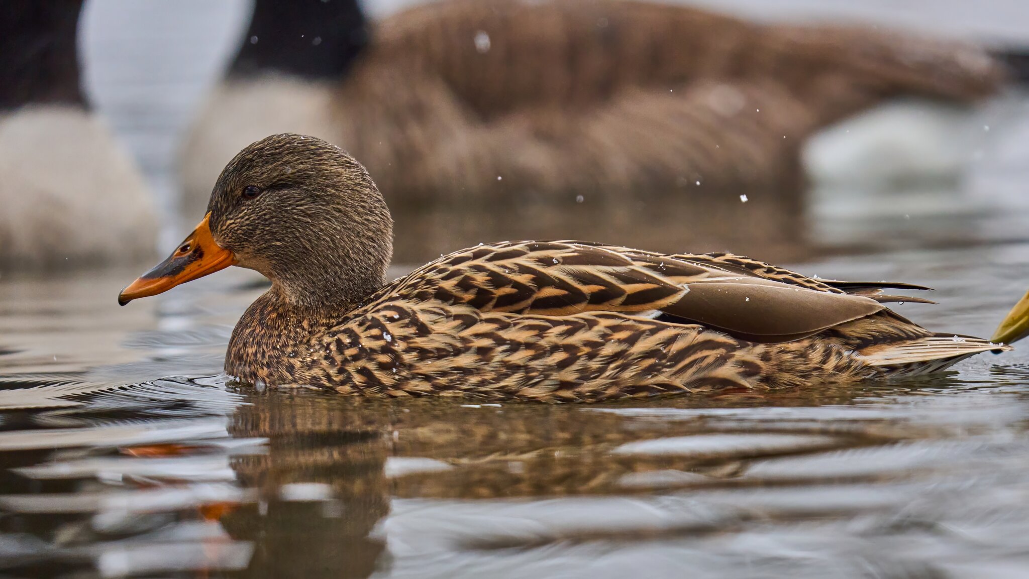 Mallard - Brandywine - 12142025 - 01 - DN.jpg