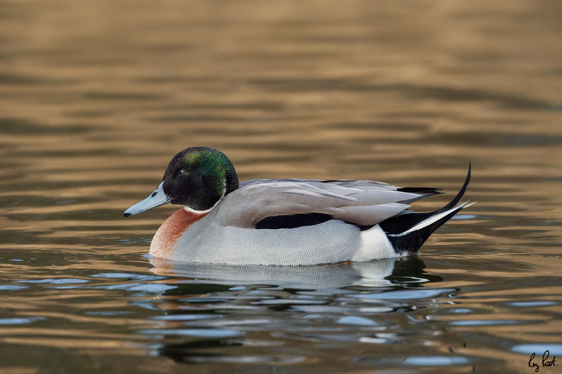 Mallard-x-Northern-Pintail-(hybrid)-6588-DxO_DeepPRIME-3.jpg