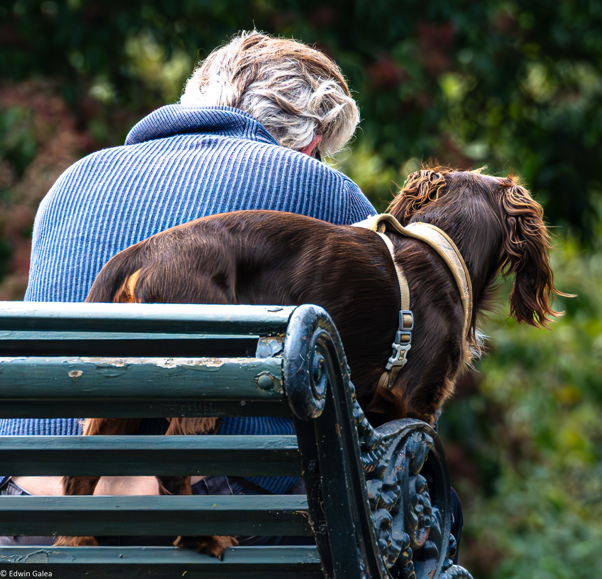 man and dog-2.jpg