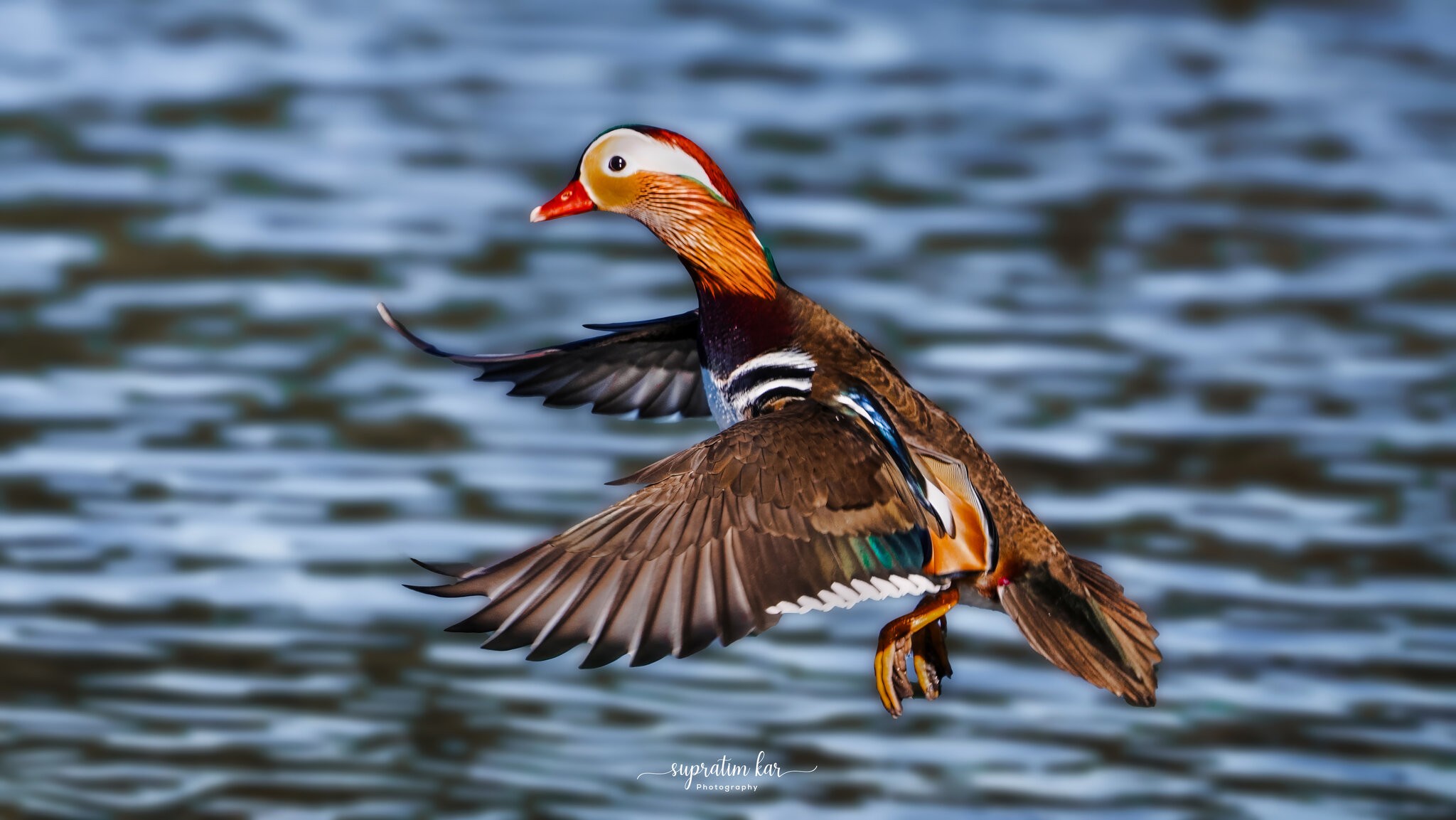 Mandarin duck.jpg