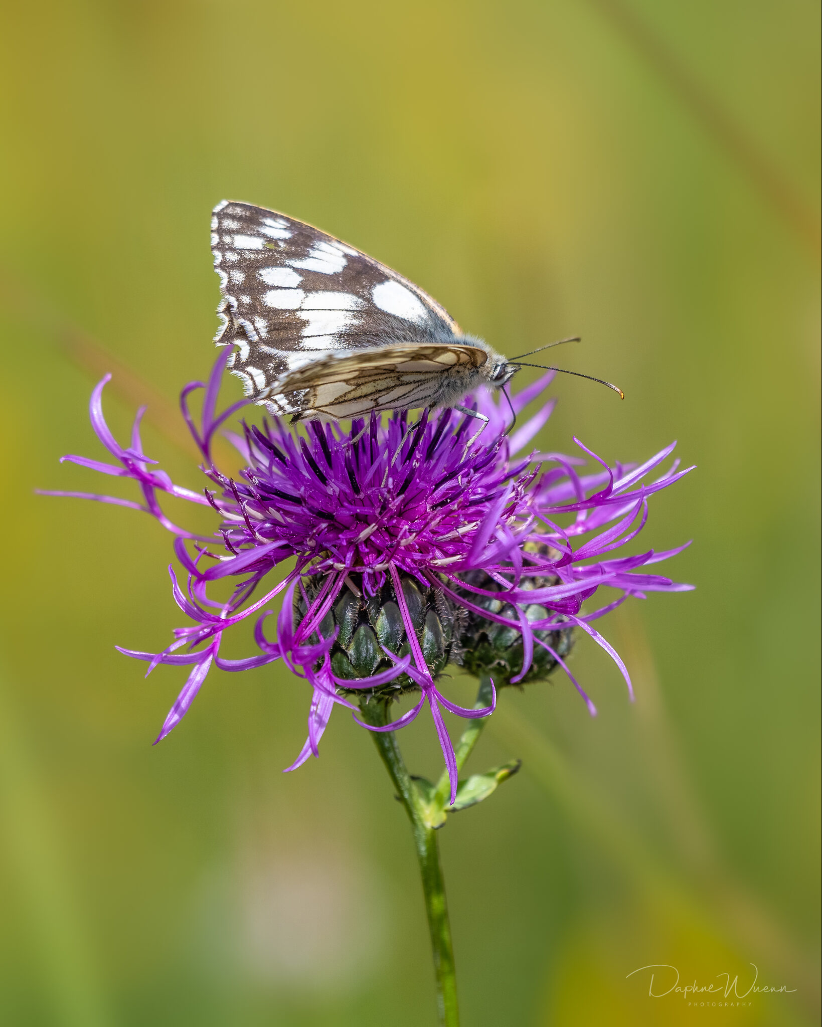 Marbled White 20200628 _SA77386-Edit.jpg