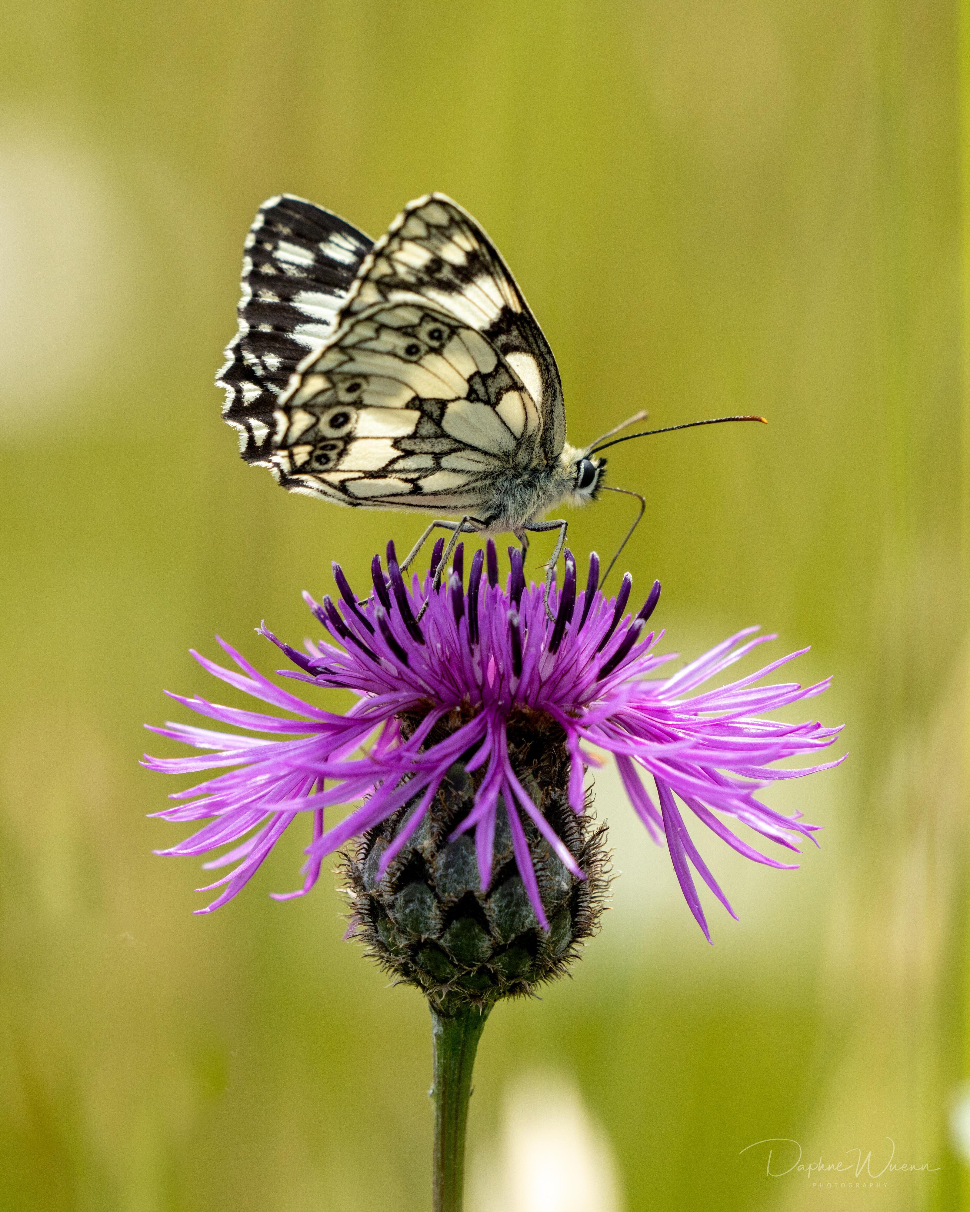 Marbled White