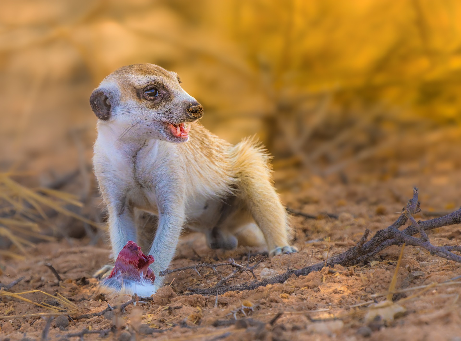 Mark Dunsford2_Not a Compare the Meercat Advert.jpg