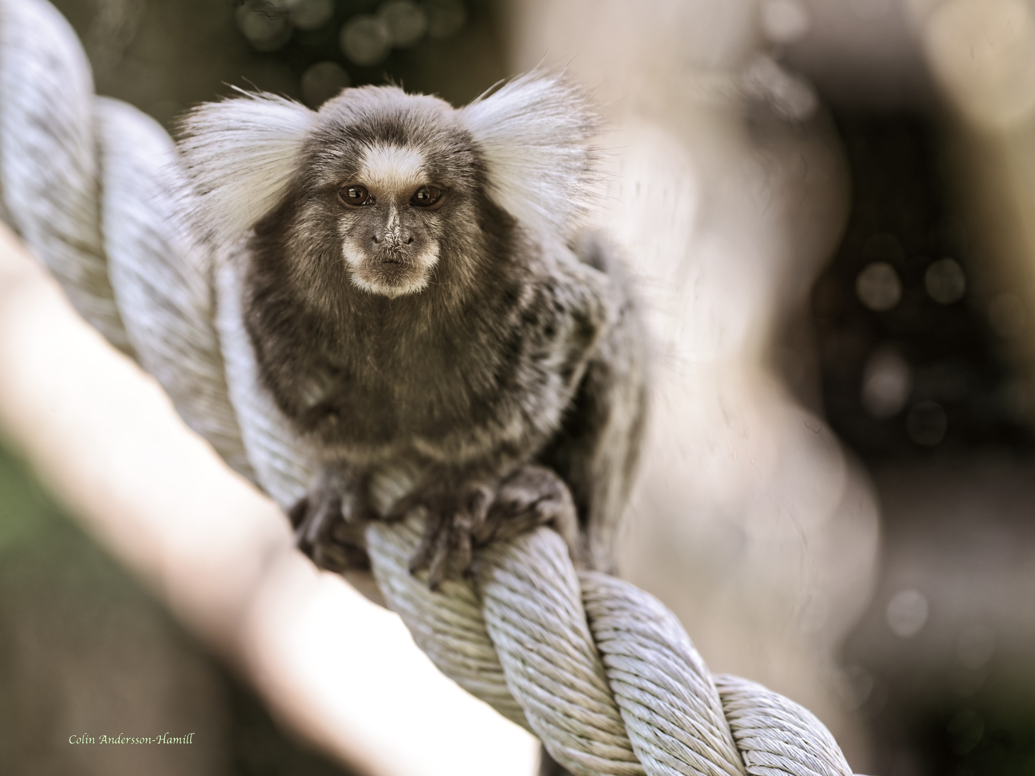 Marmoset - test-1.jpg