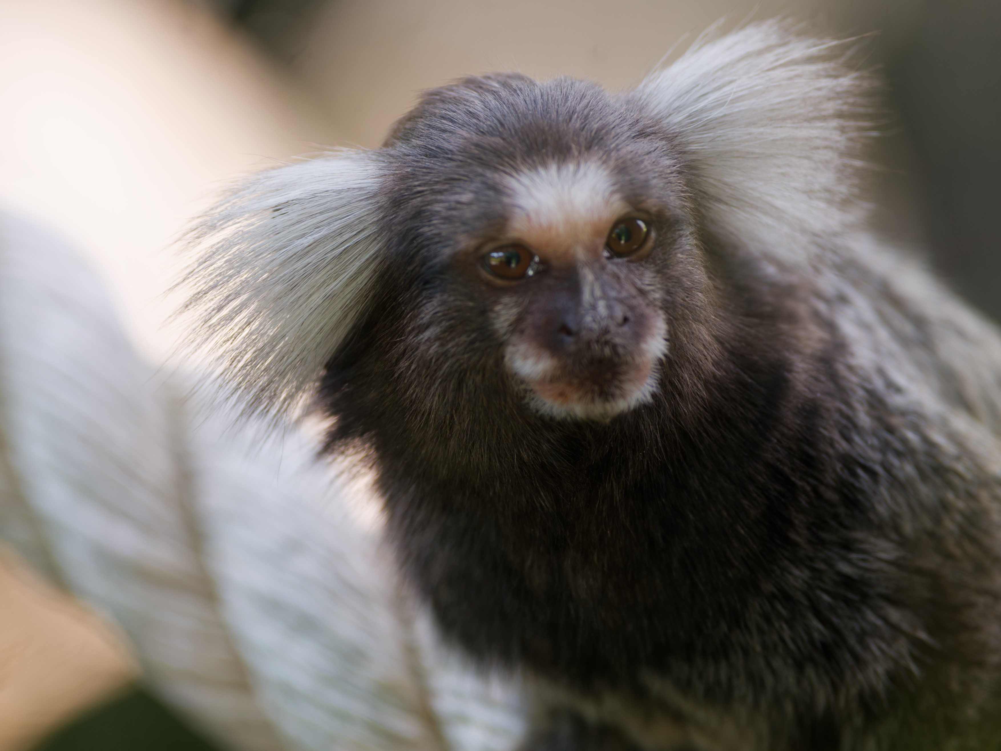 Marmoset.