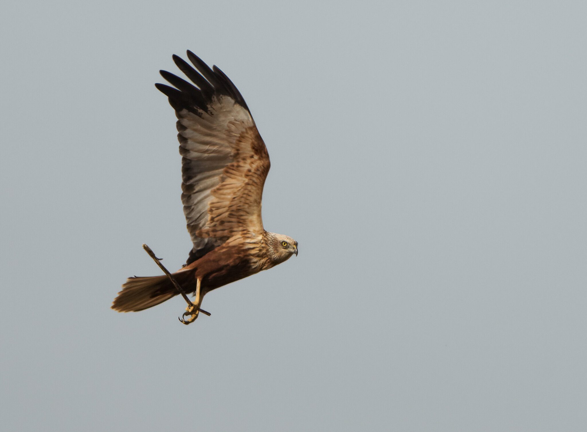 Marsh Harrier-2.jpg