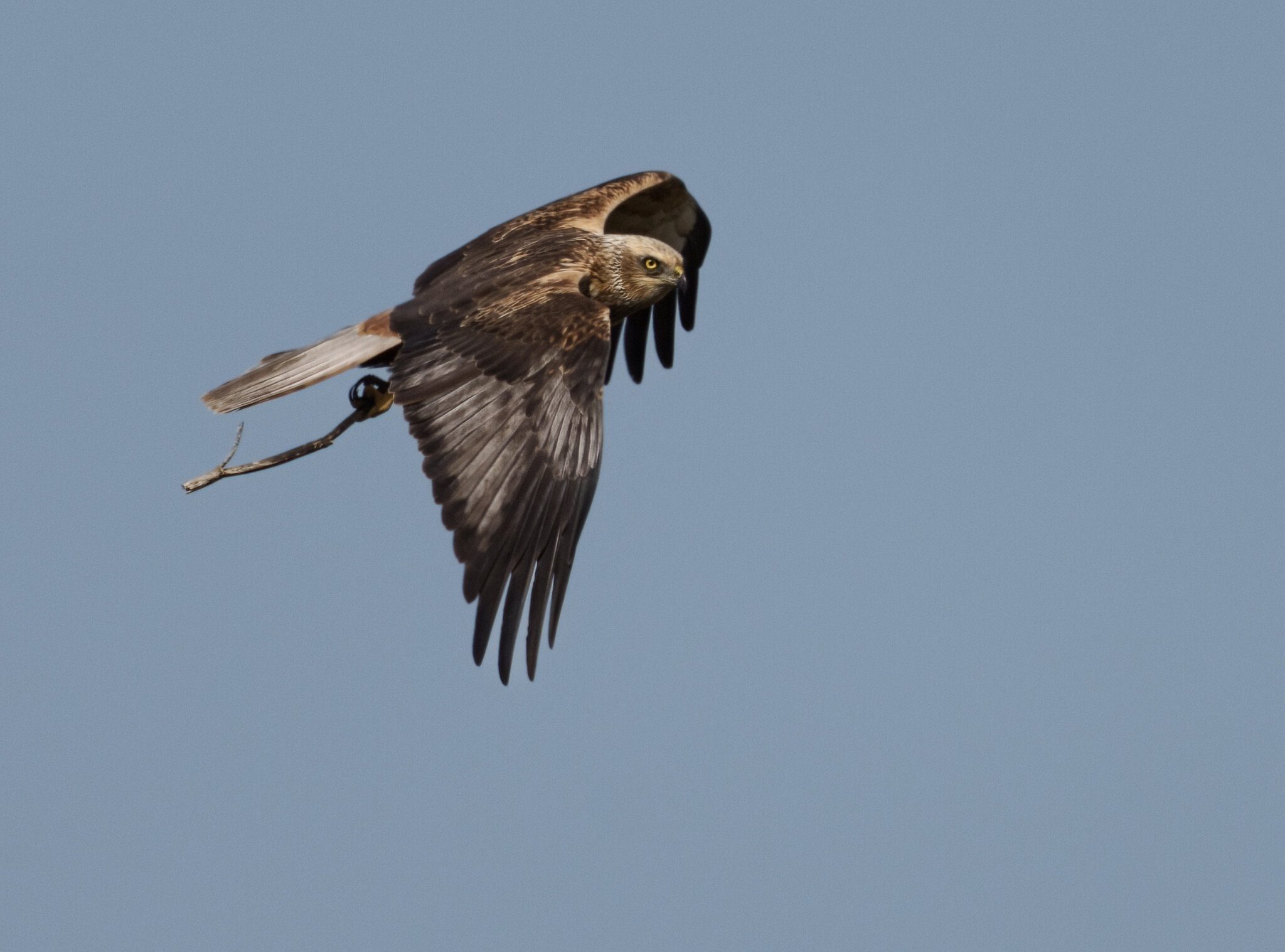 Marsh Harrier-3.jpg