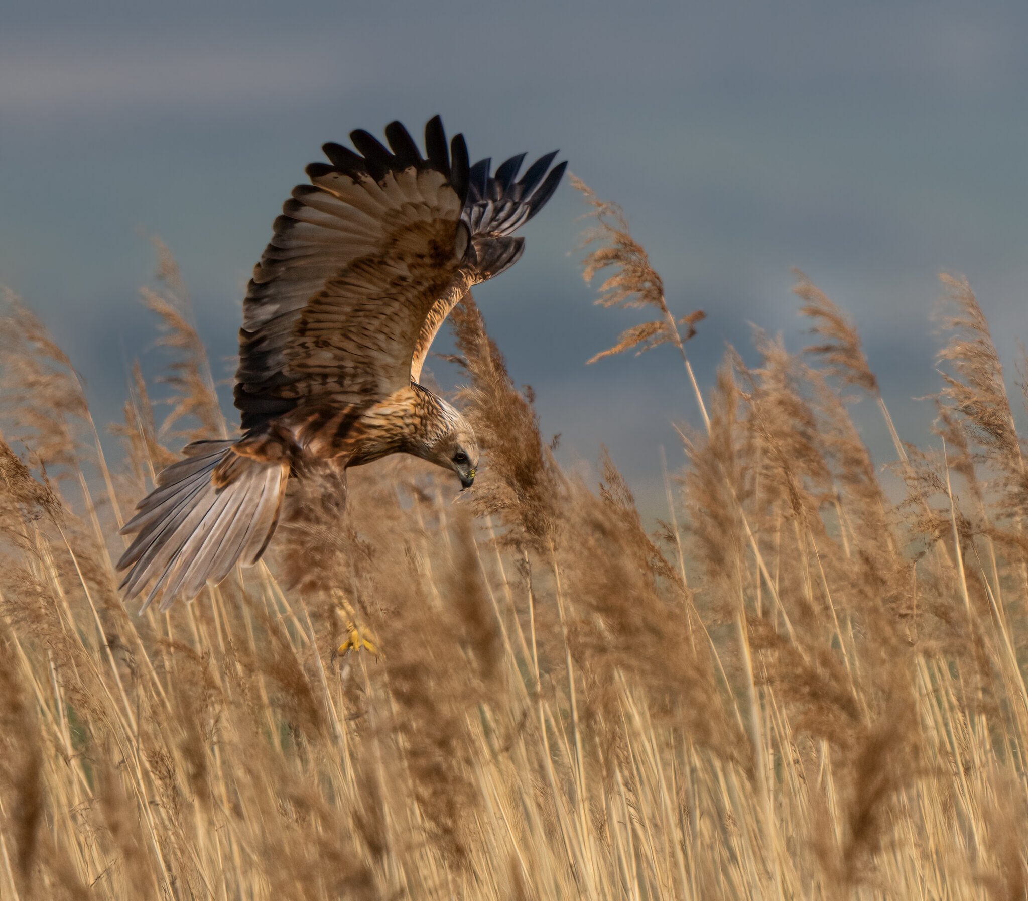 Marsh Harrier-4.jpg