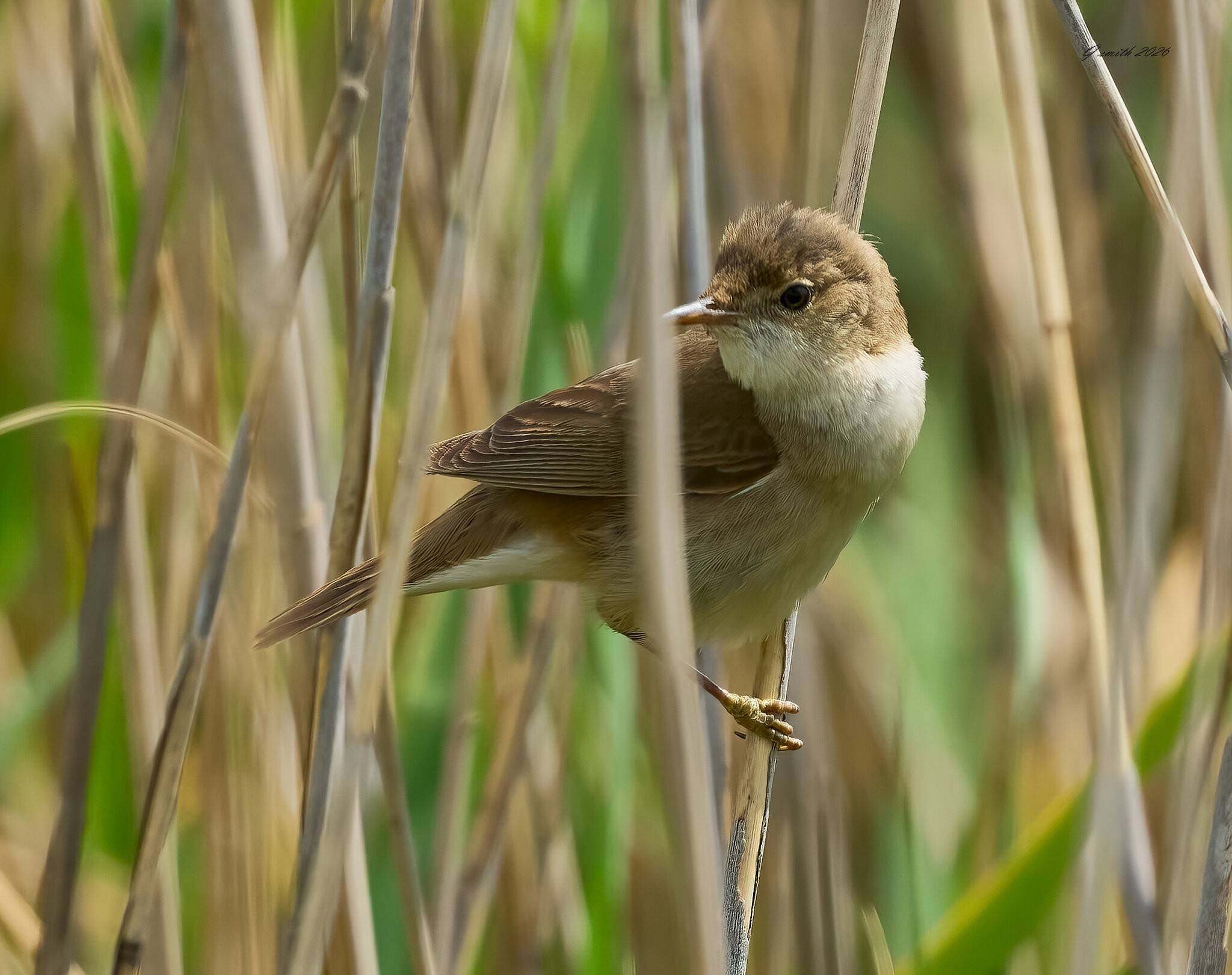 marsh warbler 2026 4.jpg