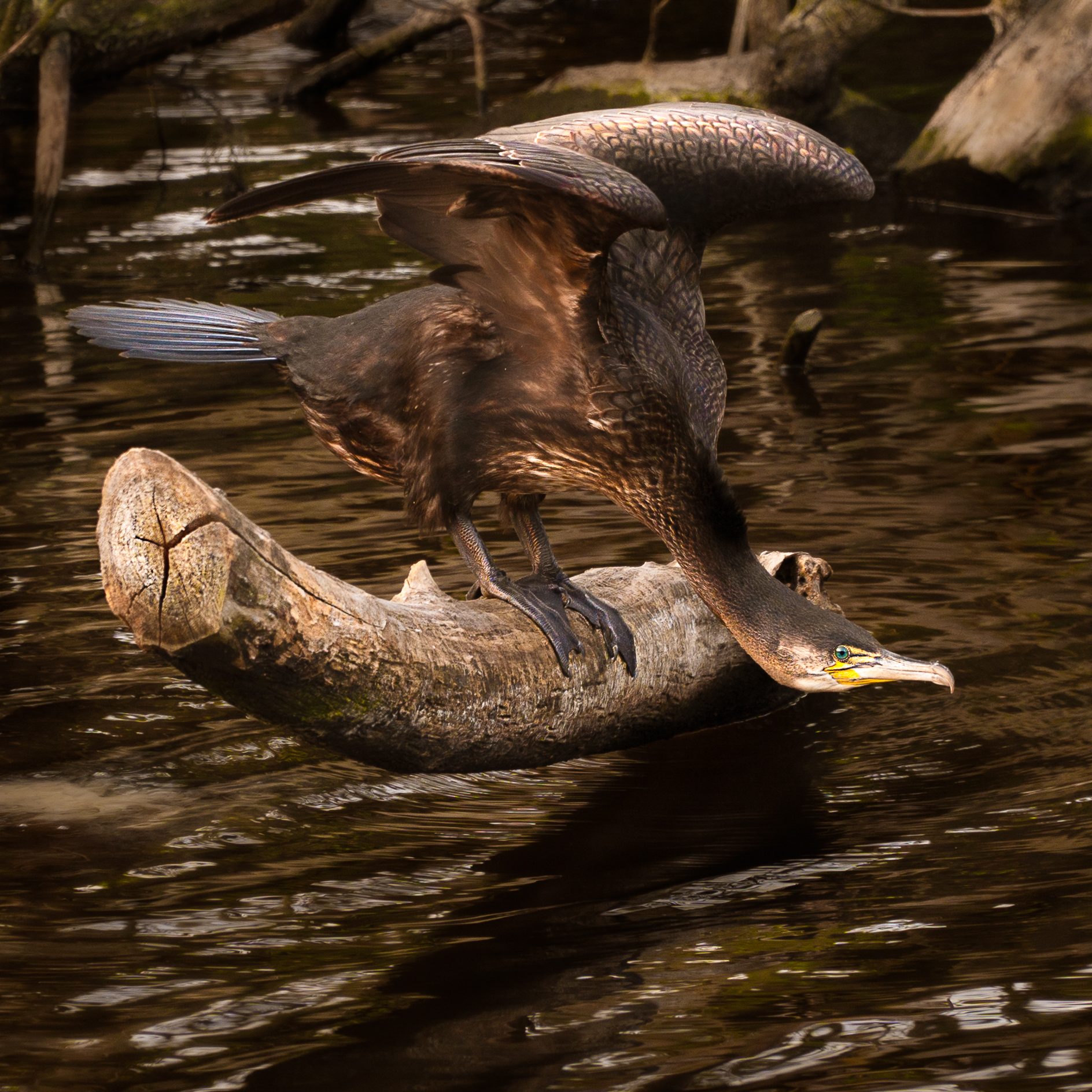 Martins-Cormorant-On-Canal-large.jpg