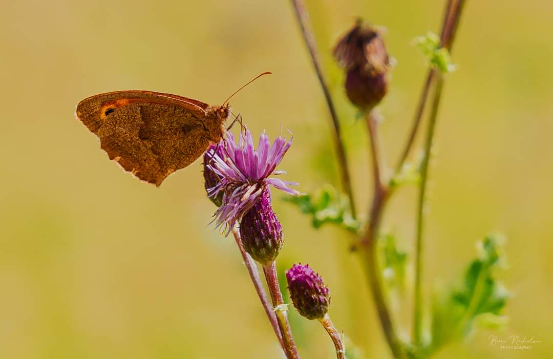 Meadow Brown