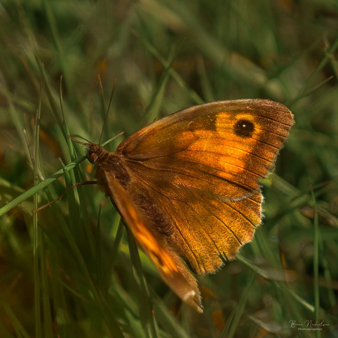 Meadow Brown