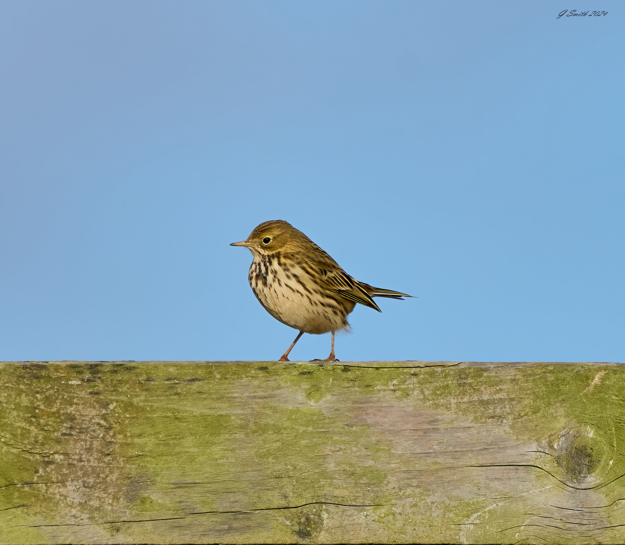 meadow pipit 2024 1.jpg