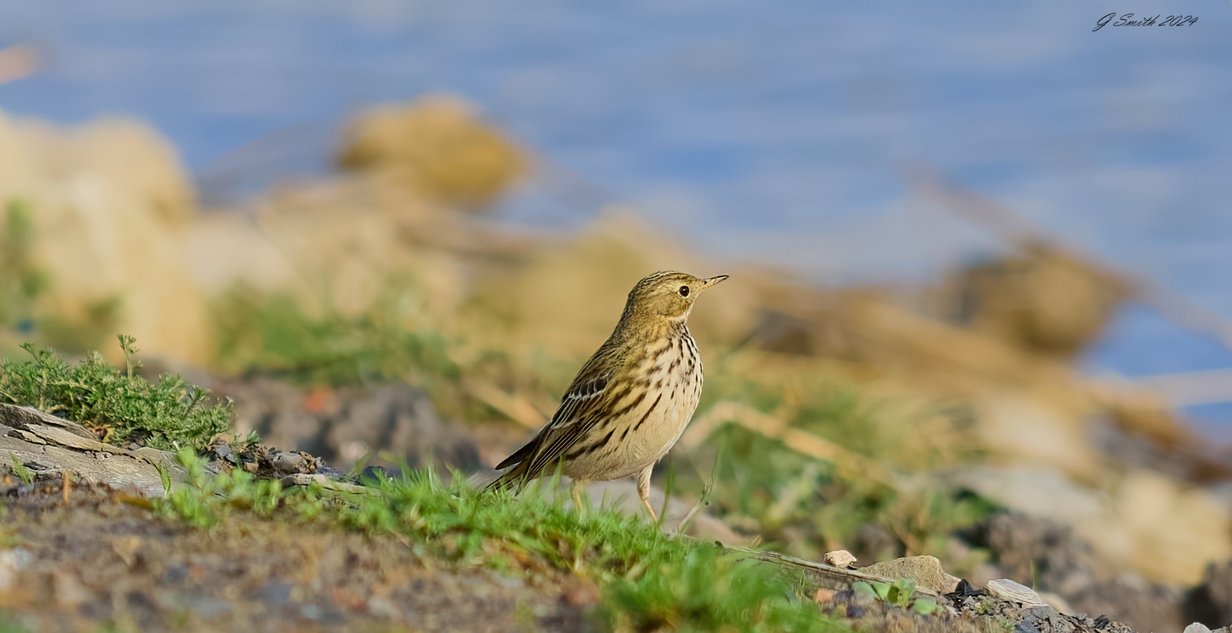 meadow pipit 2024 2.jpg