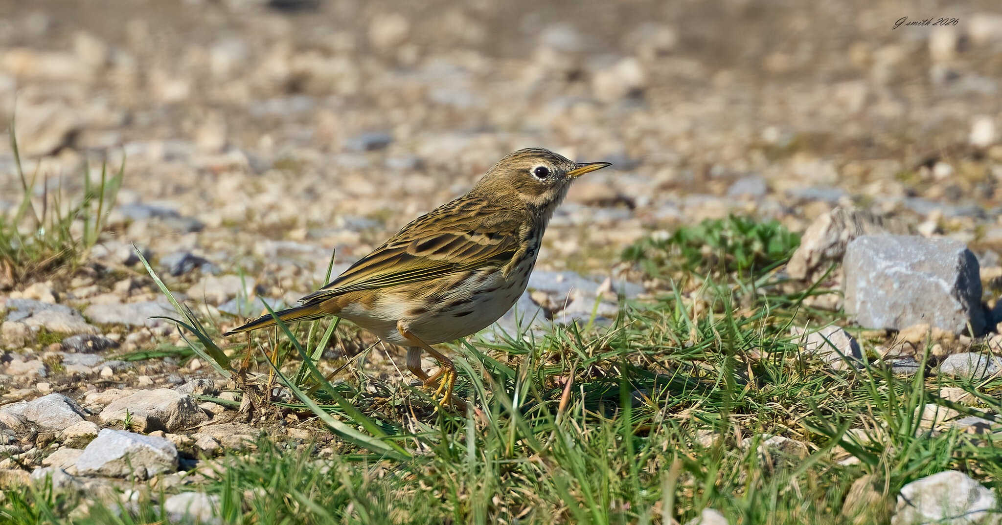 meadow pipit 2026 3.jpg