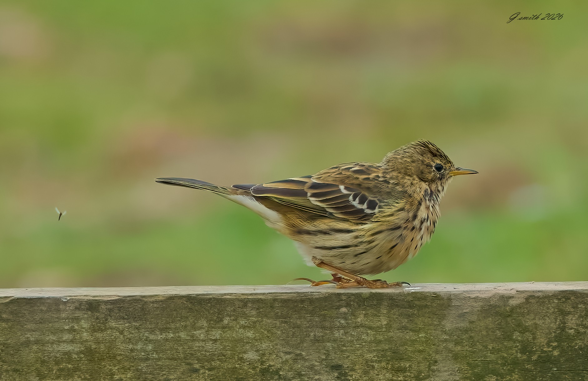 meadow pipit 2026.jpg