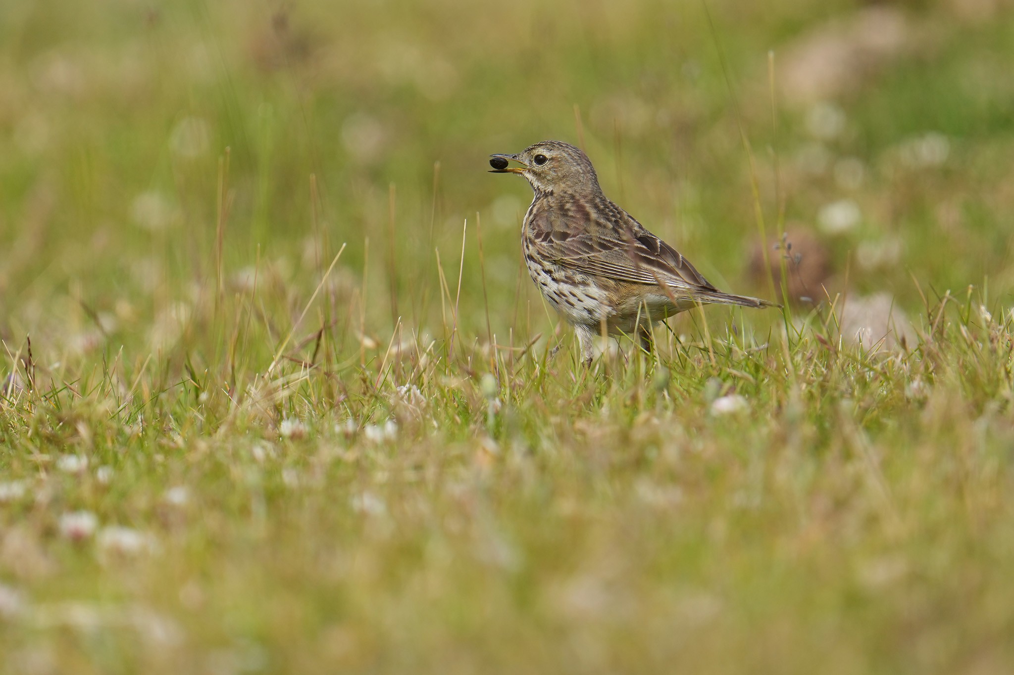 Meadow-Pipit-DSC07386-2048px.jpg