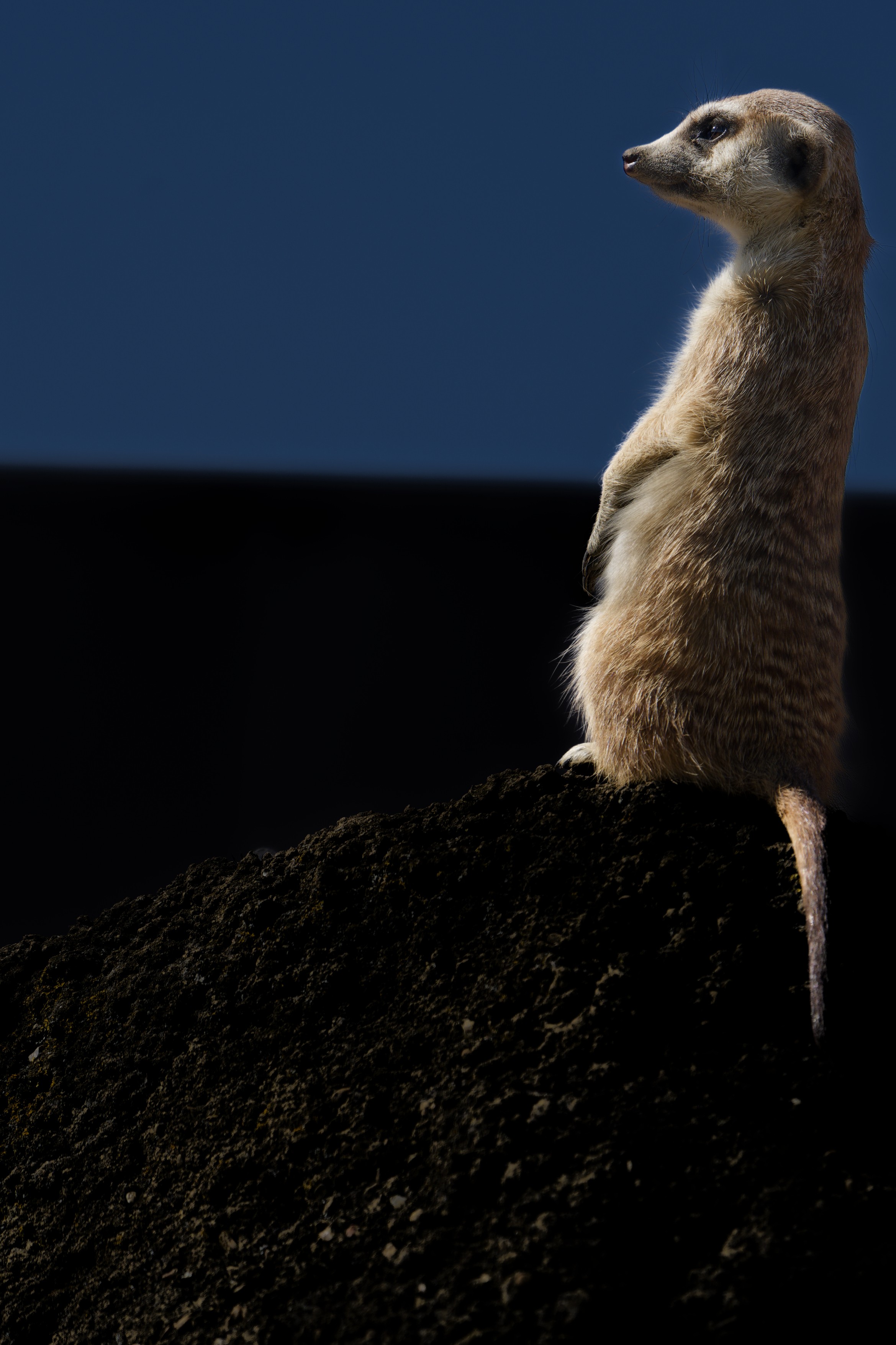 Meerkat