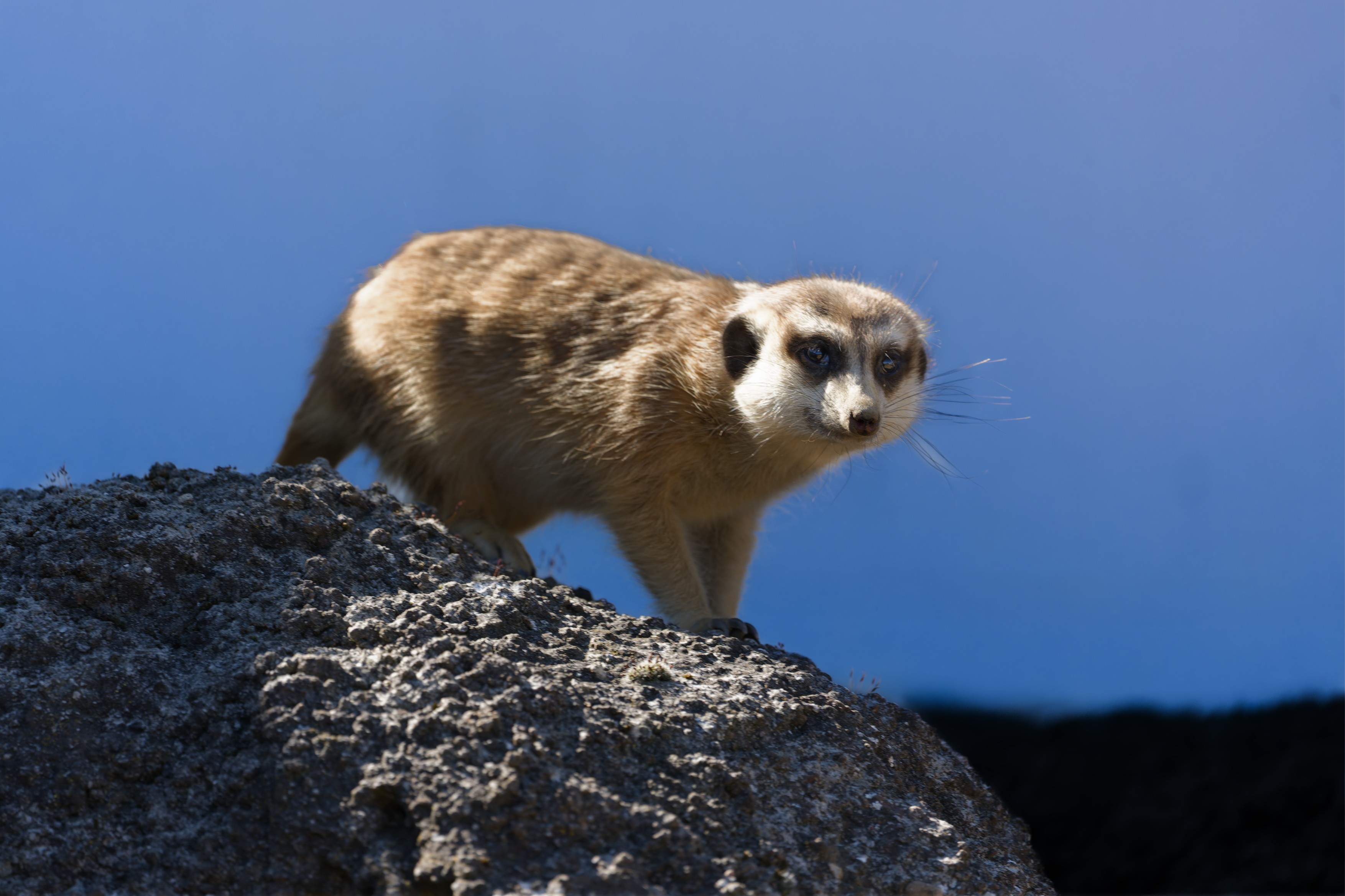 Meerkat