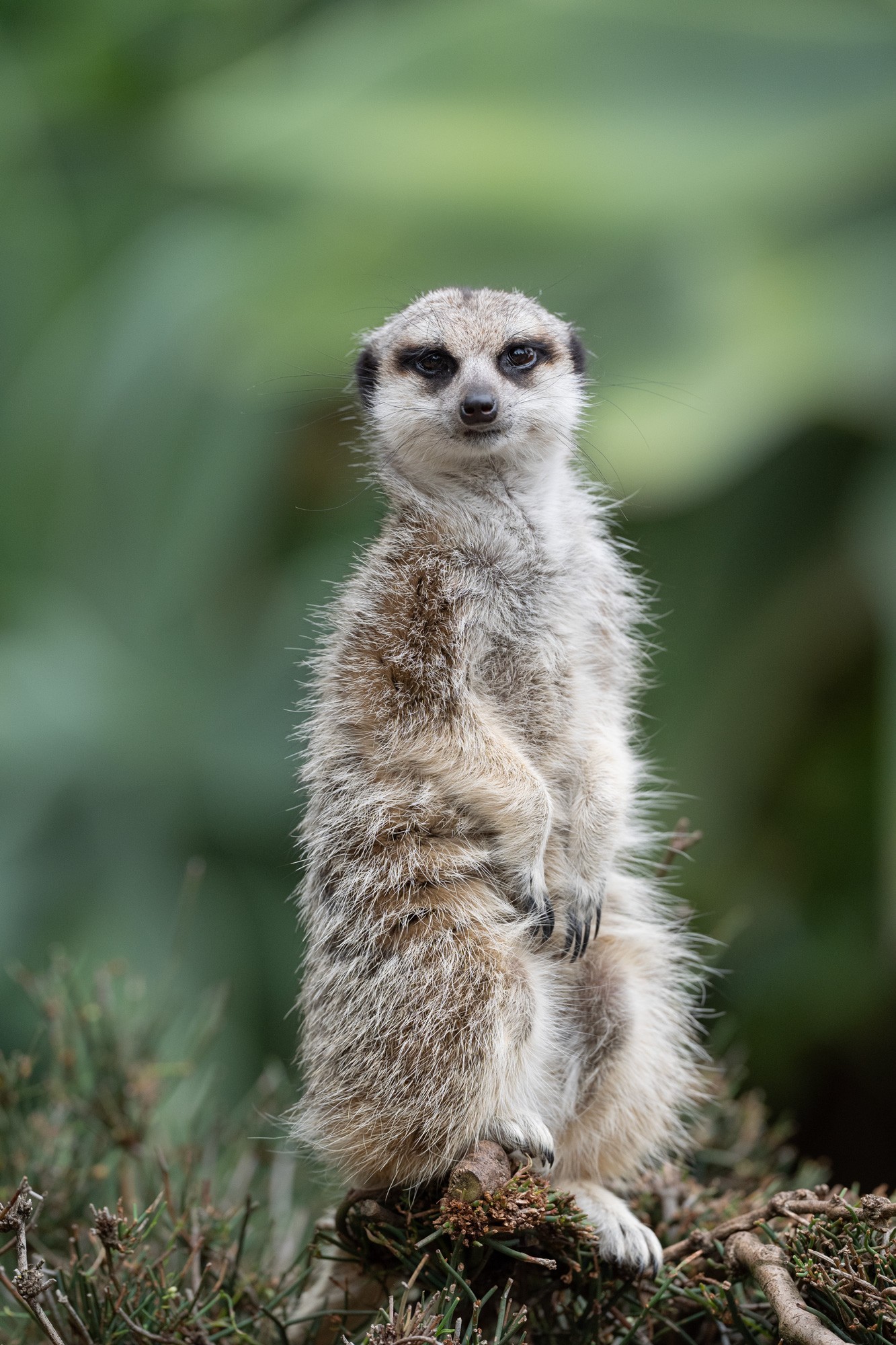 MeerkatPosing_A9II_300GM.jpg