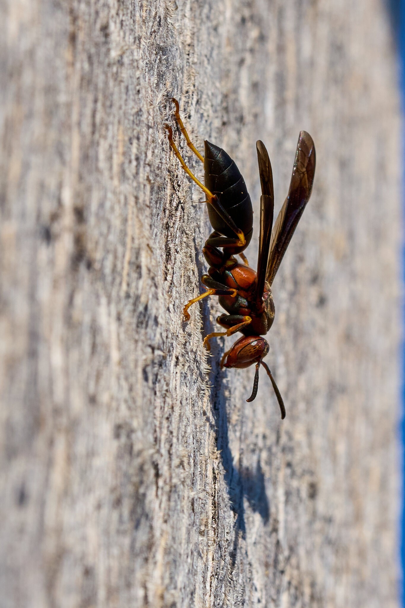 Metric Paper Wasp - Longwood - 11082025 - 08.jpg