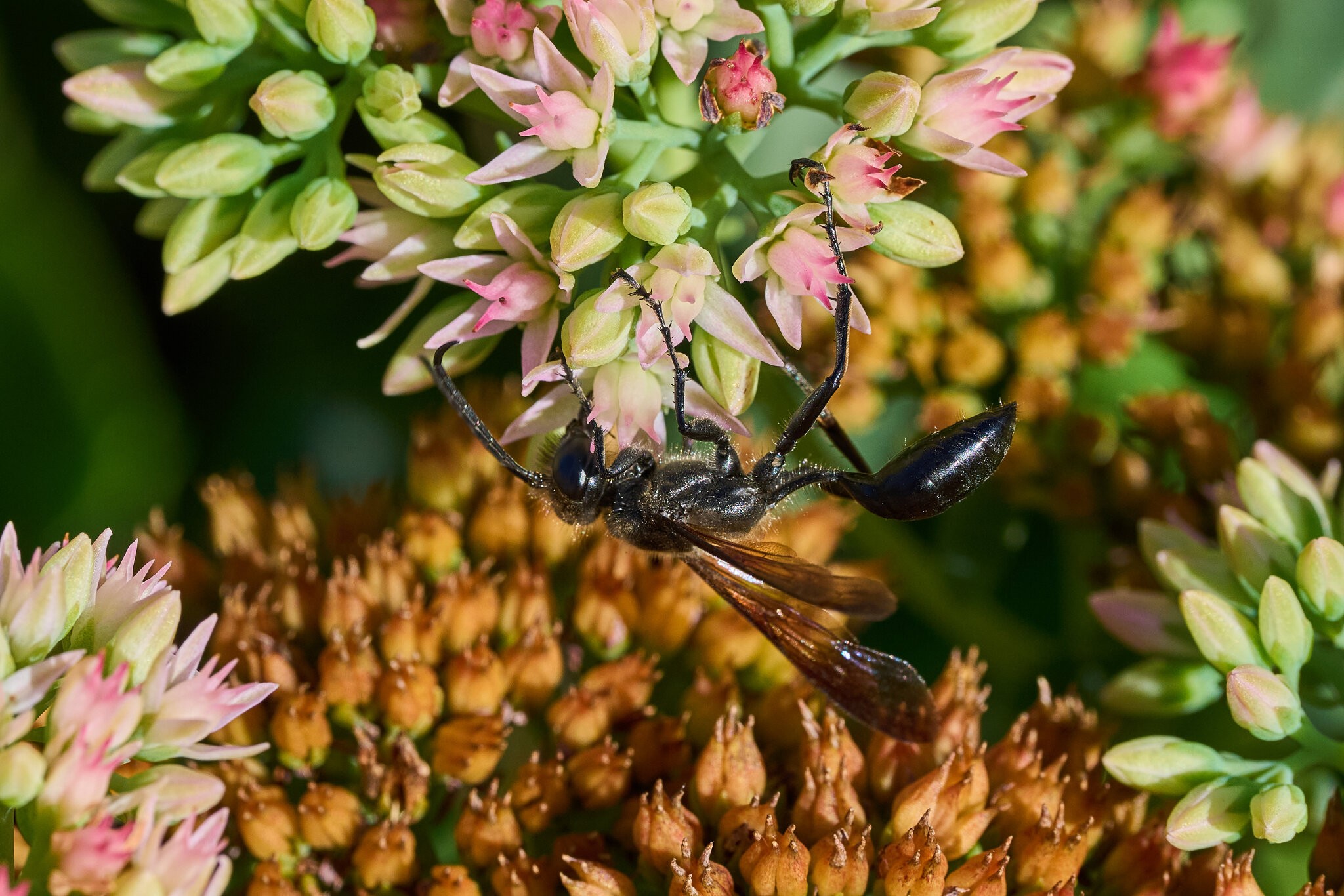 Mexican Grass-Carrying Wasp - Claymont - 09142026 - 01.jpg