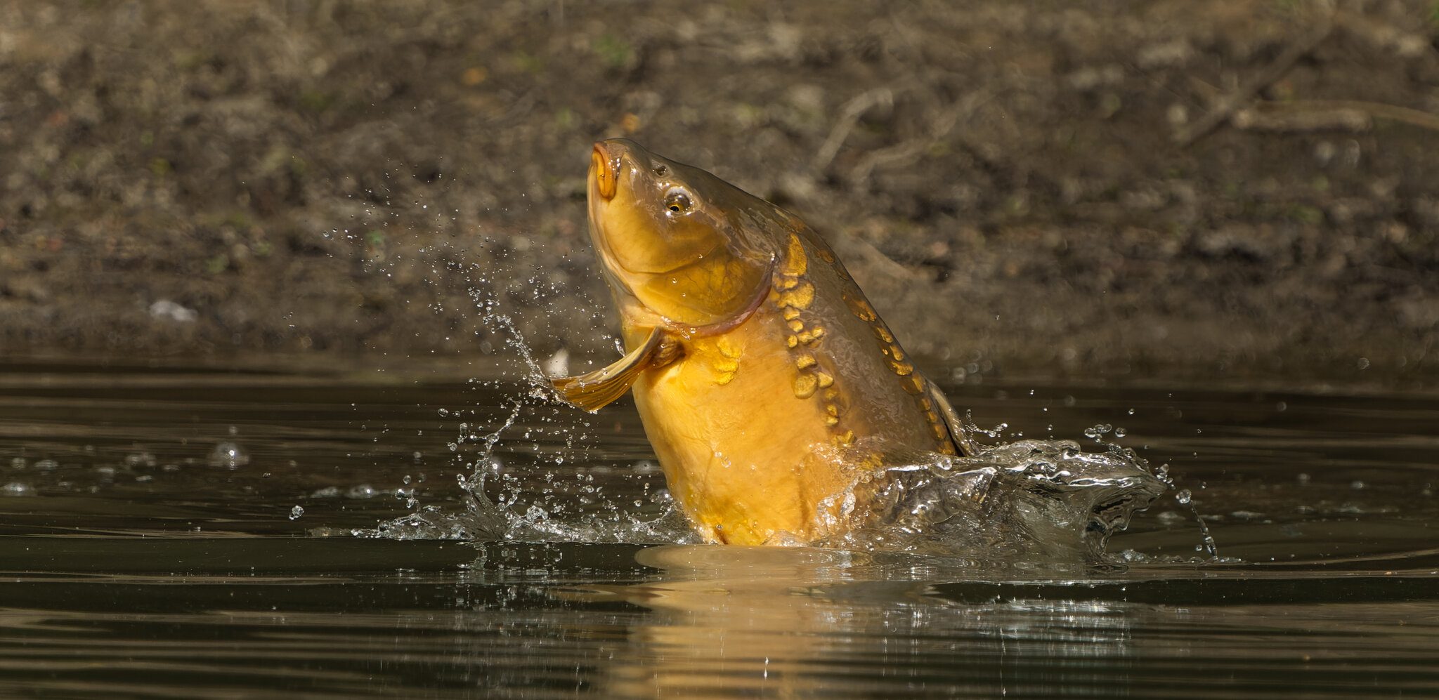 Mirror Carp Cyprinus Carpio_.jpg